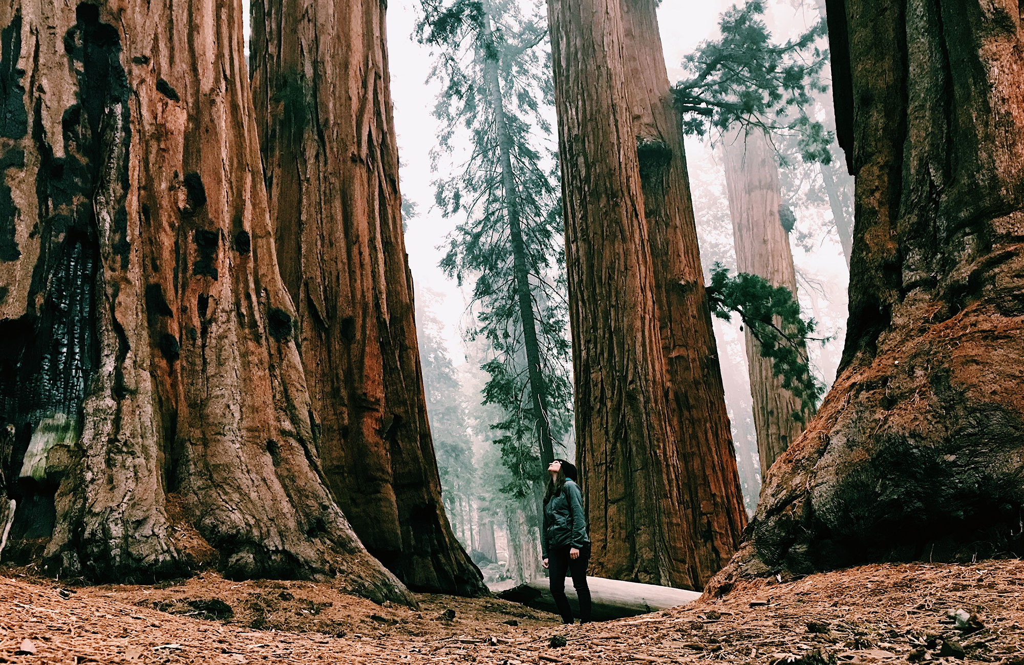 Redwood National Park