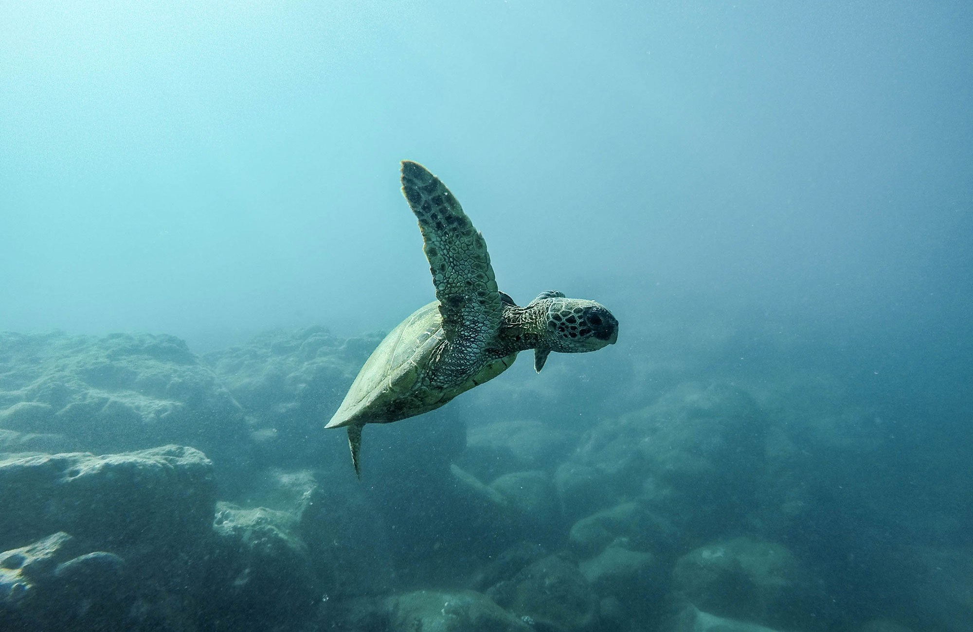 diving-o'ahu-usa-cover