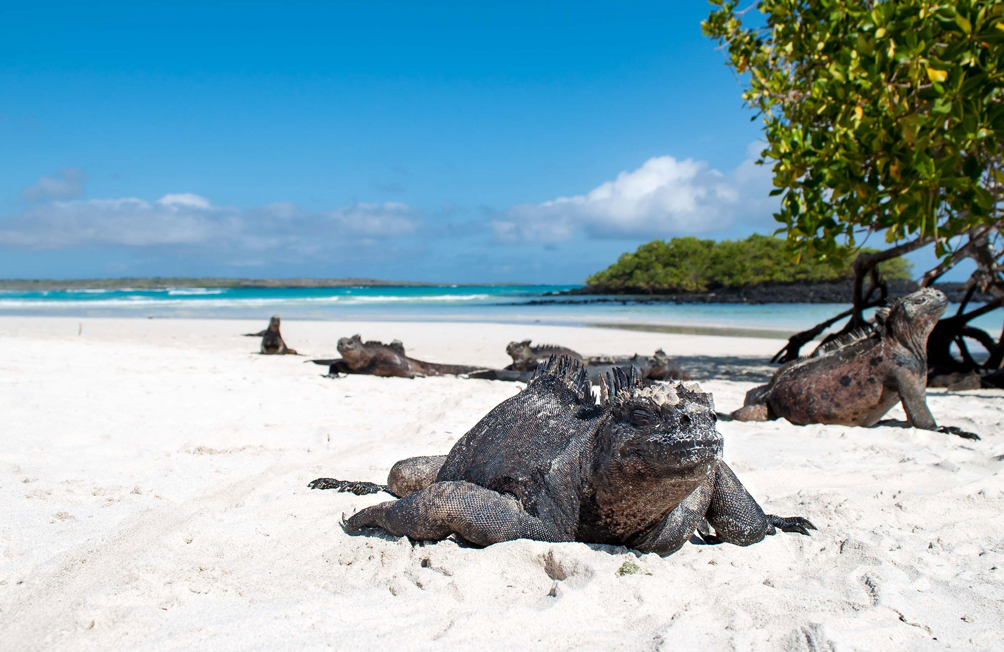 galapagos-marine-iguana-cover