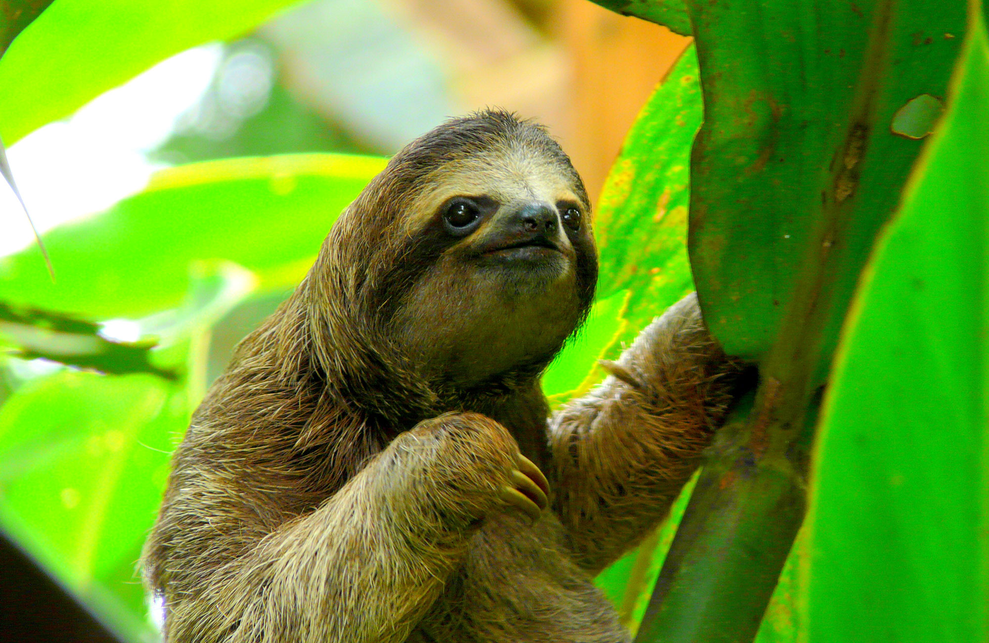 luiaard in costa rica