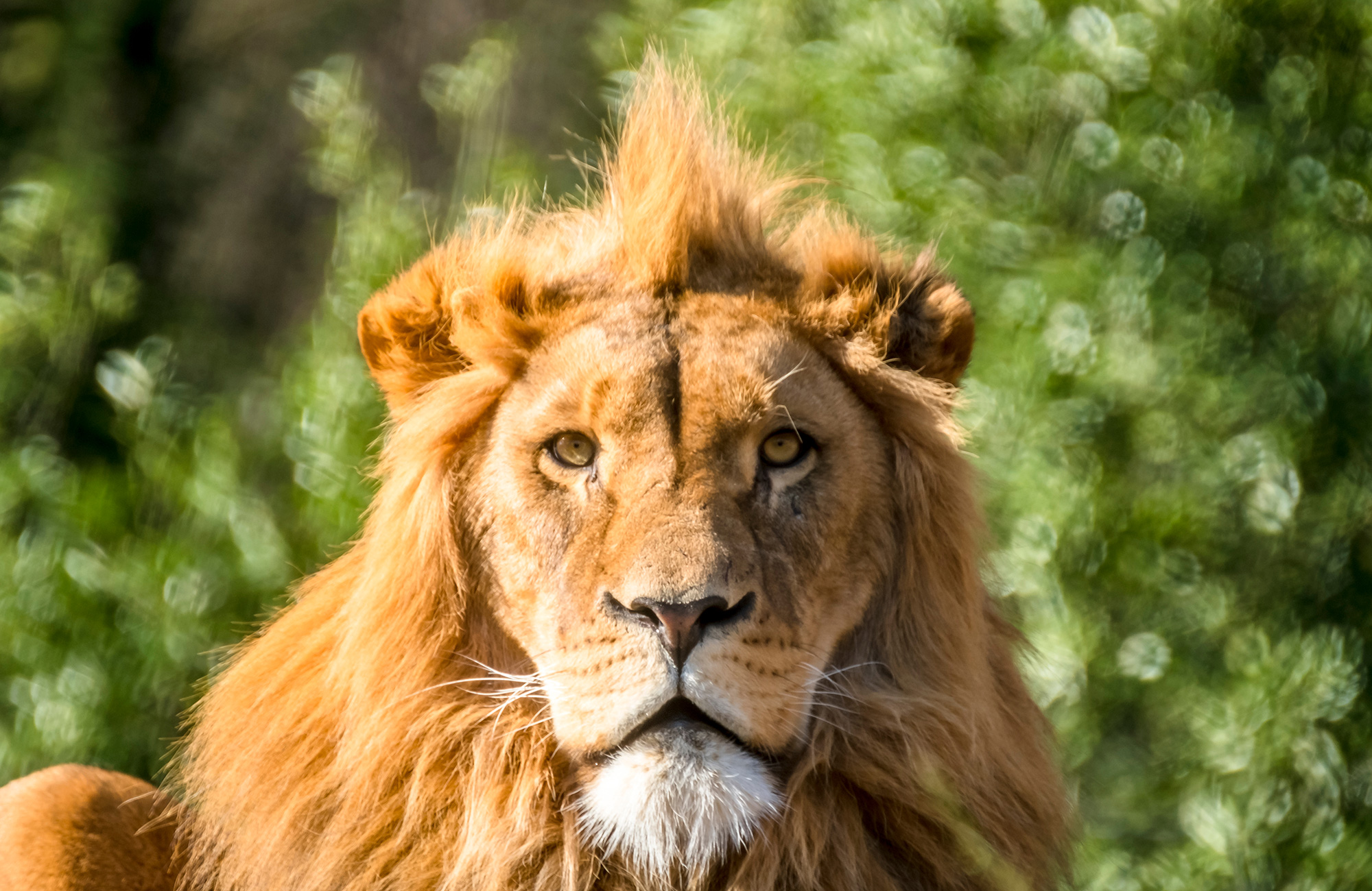 Portret van leeuw in Afrika | Ga op safari tour in Afrika | KILROY