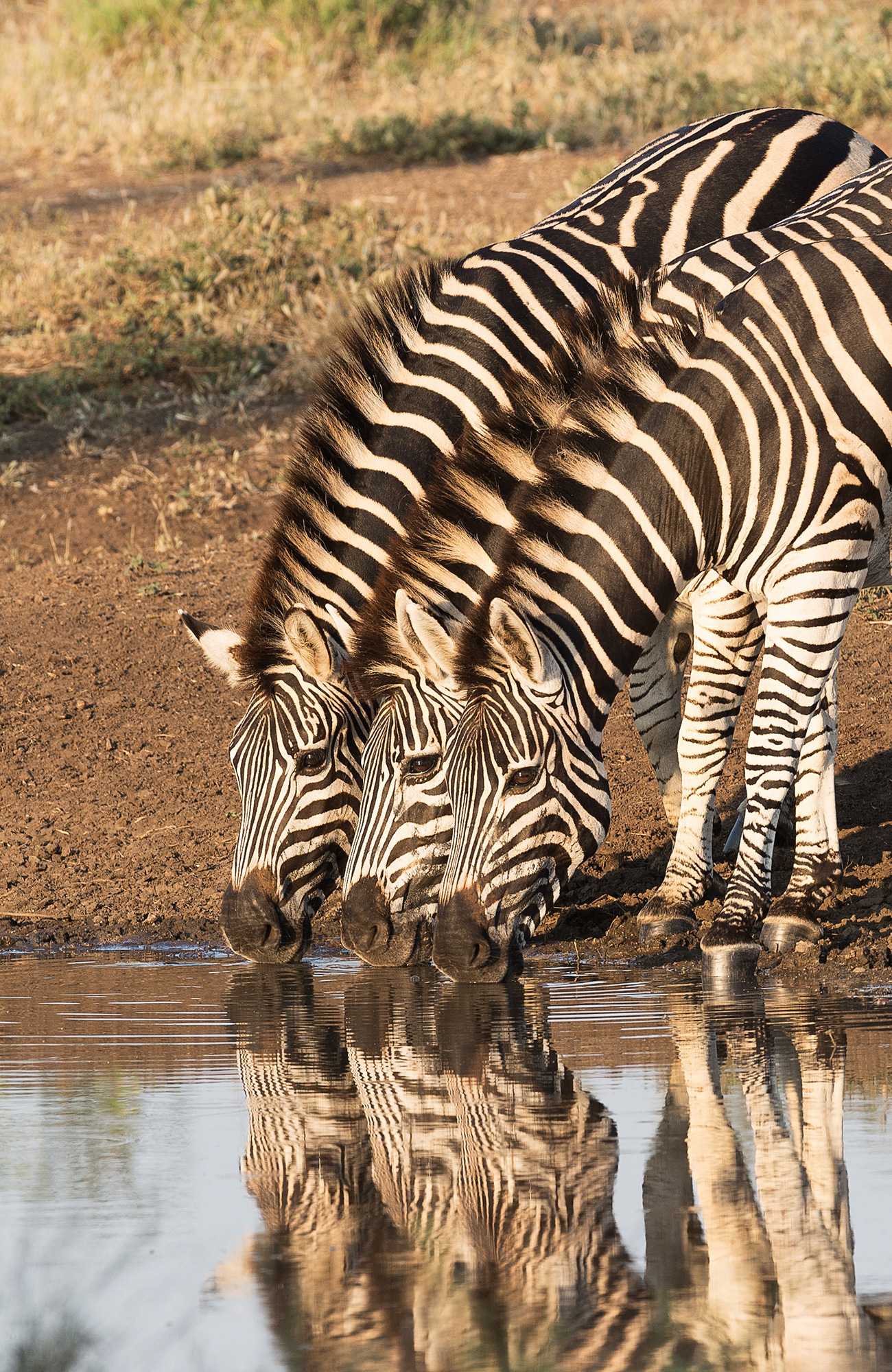 Ga op de mooiste safari rondreis tijdens jouw reis