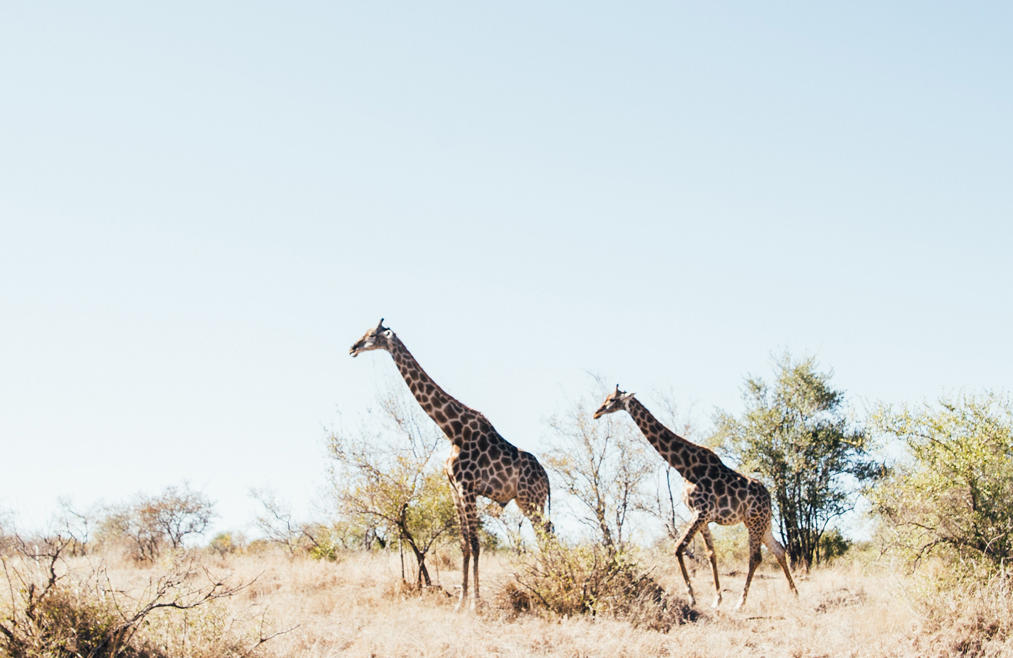 Ga op de mooiste safari rondreis tijdens jouw reis