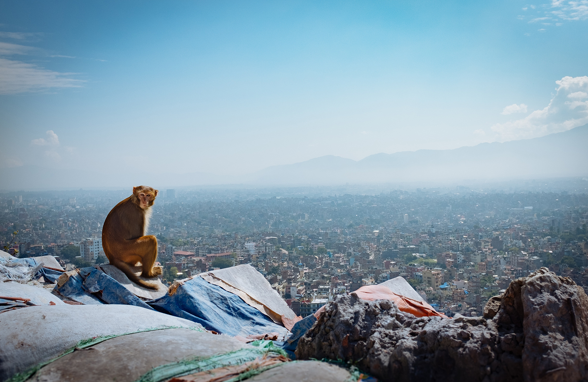 Aap in de bergen van Nepal | Vrijwilligerswerk in Azië | KILROY