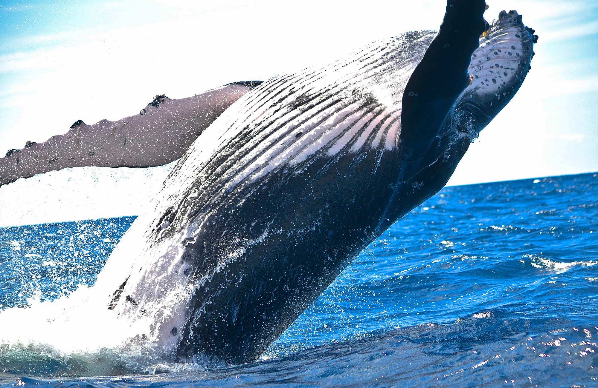 taveuni-island-fiji-whale-cover