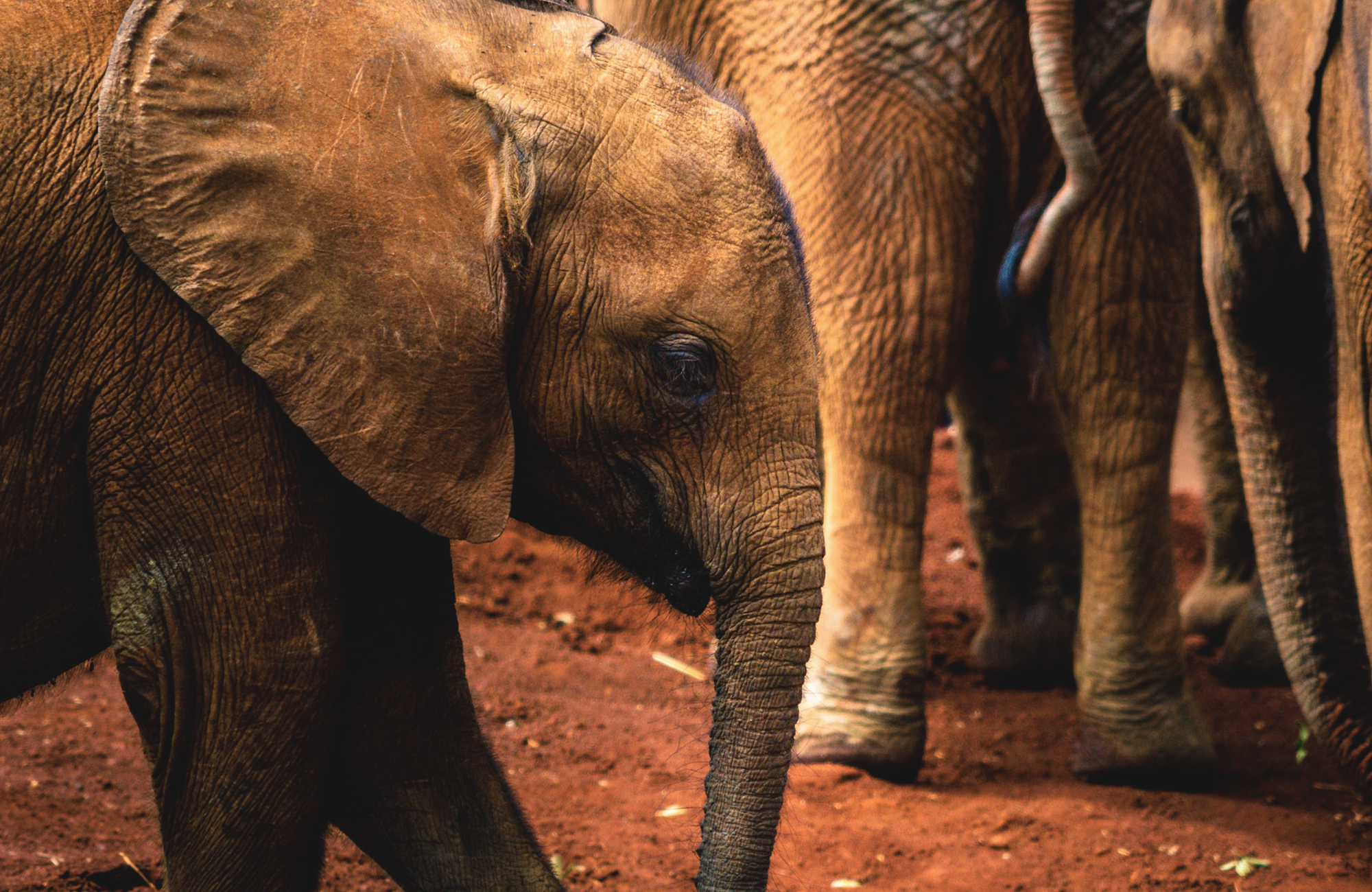 nairobi-kenya-sheldrick-elephant-orphanage-close-up-baby-elephant-cover