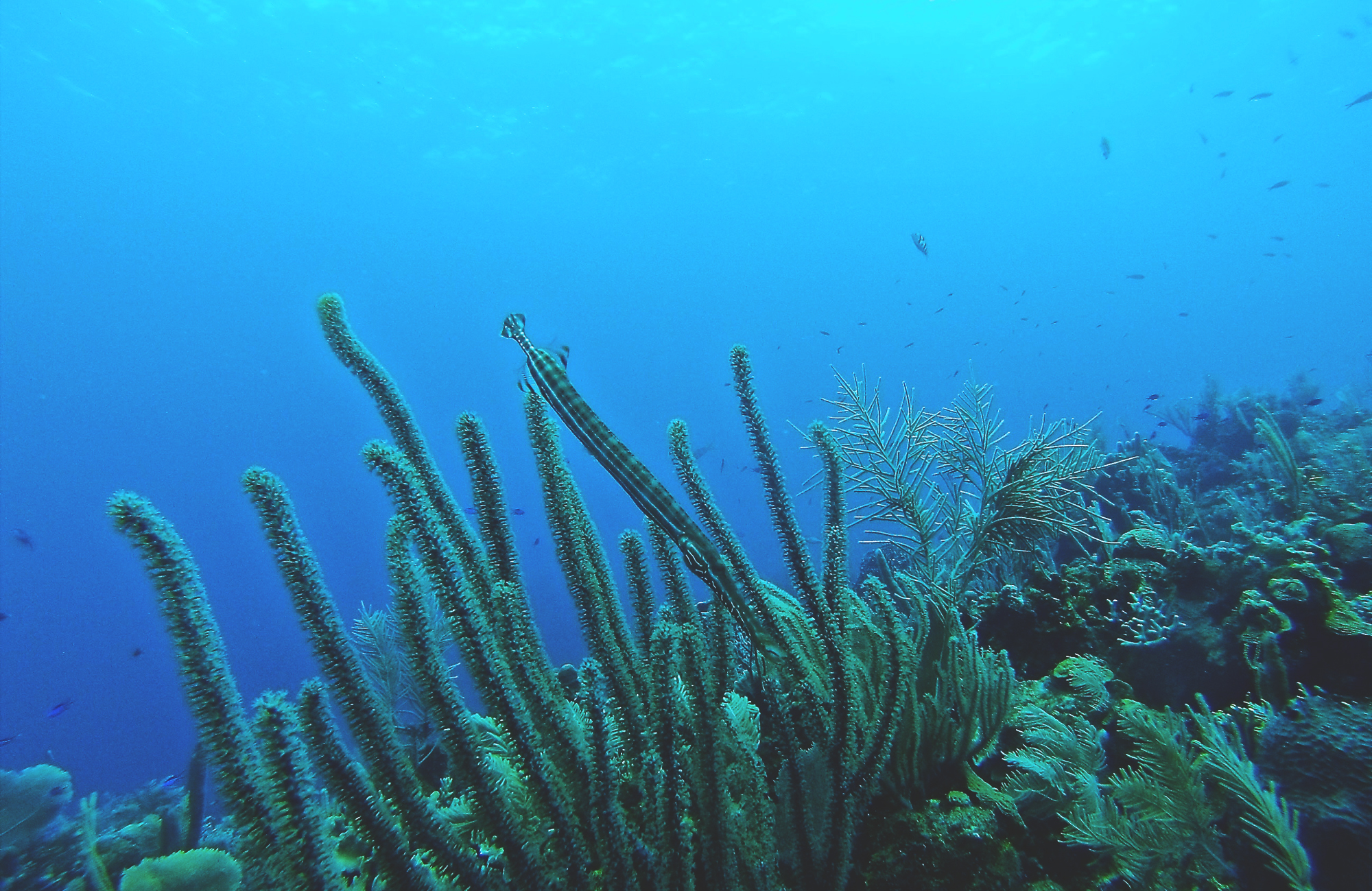 Reizen naar Utila & Roatan | KILROY