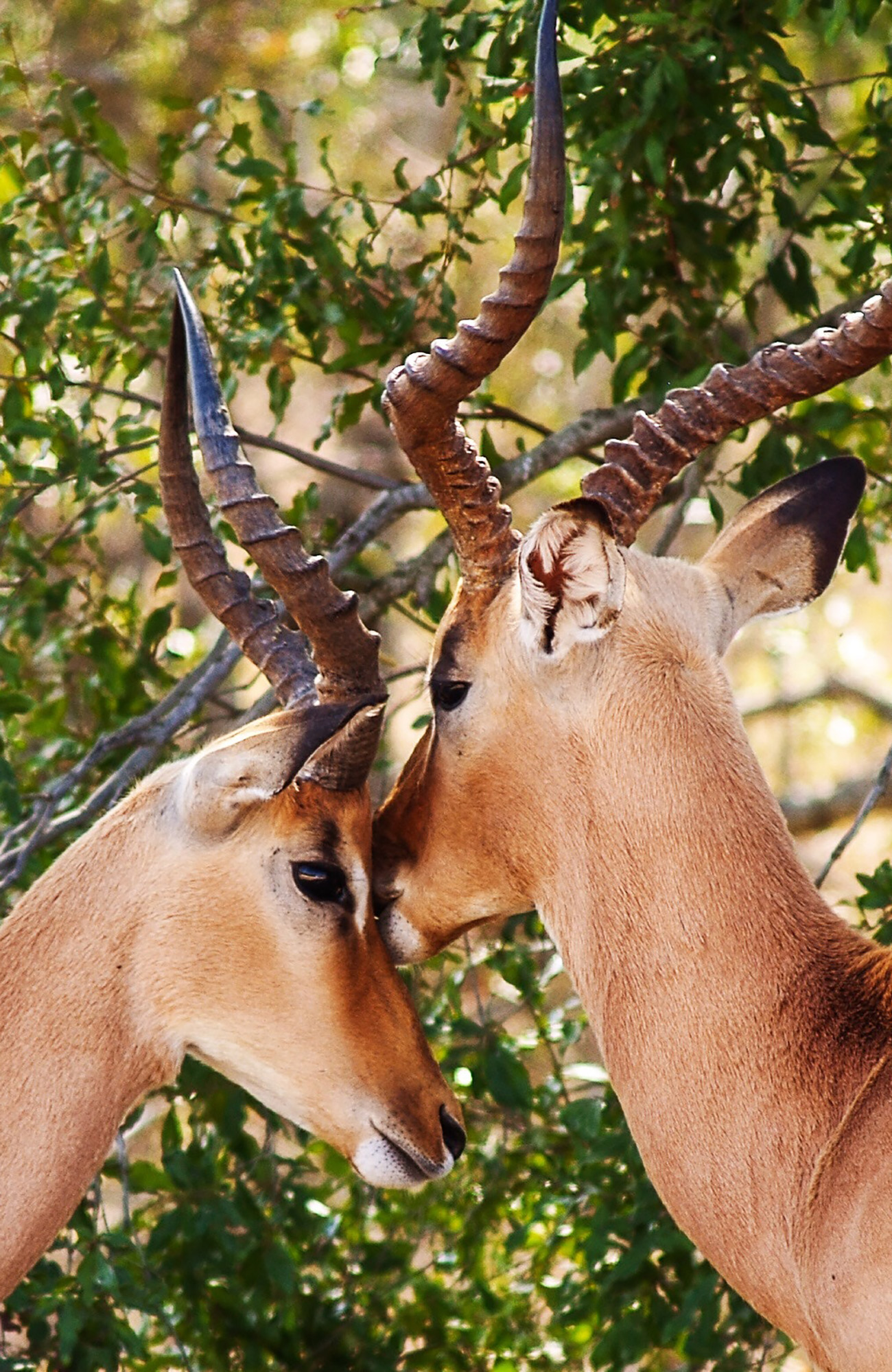 Antilopen in Zuid-Afrika | Rondreizen Zuid-Afrika | KILROY