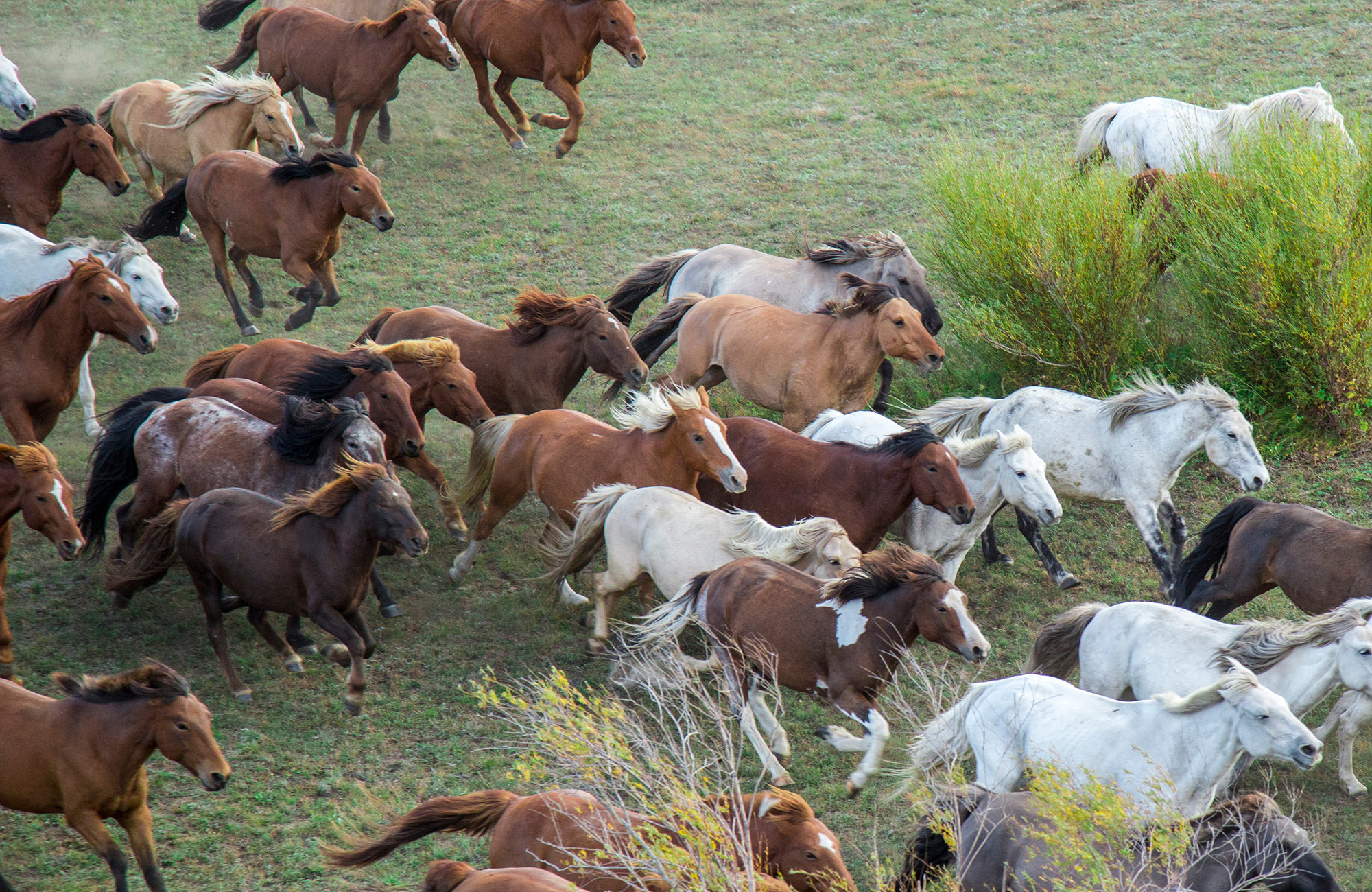 Rennende wilde paarden in Mongolië | Rondreis Mongolië | KILROY