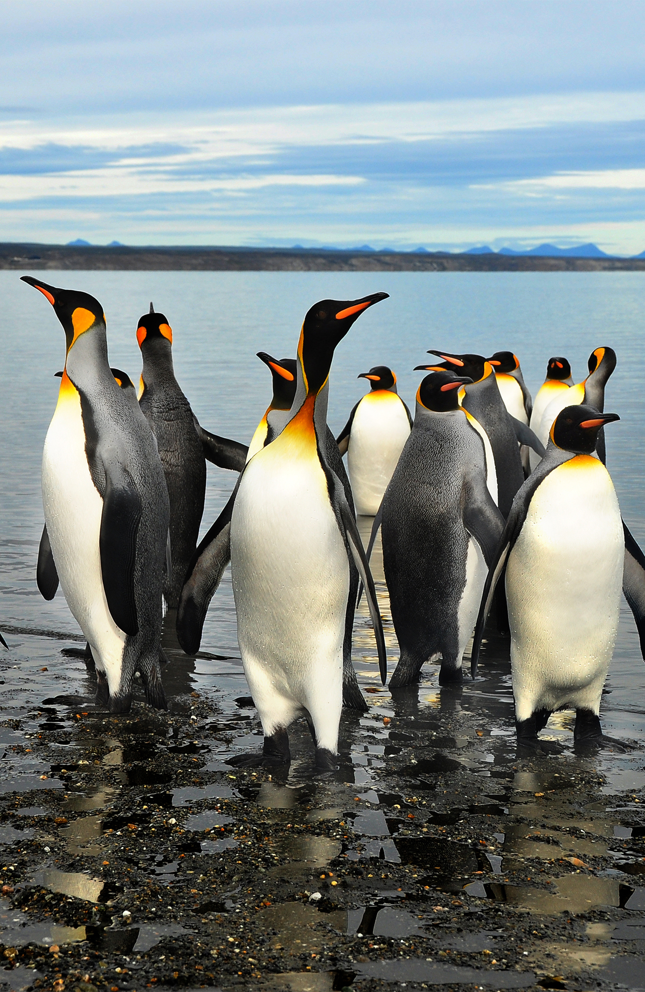  Pinguïns in Argentinië | Backpacken Argentinië | KILROY