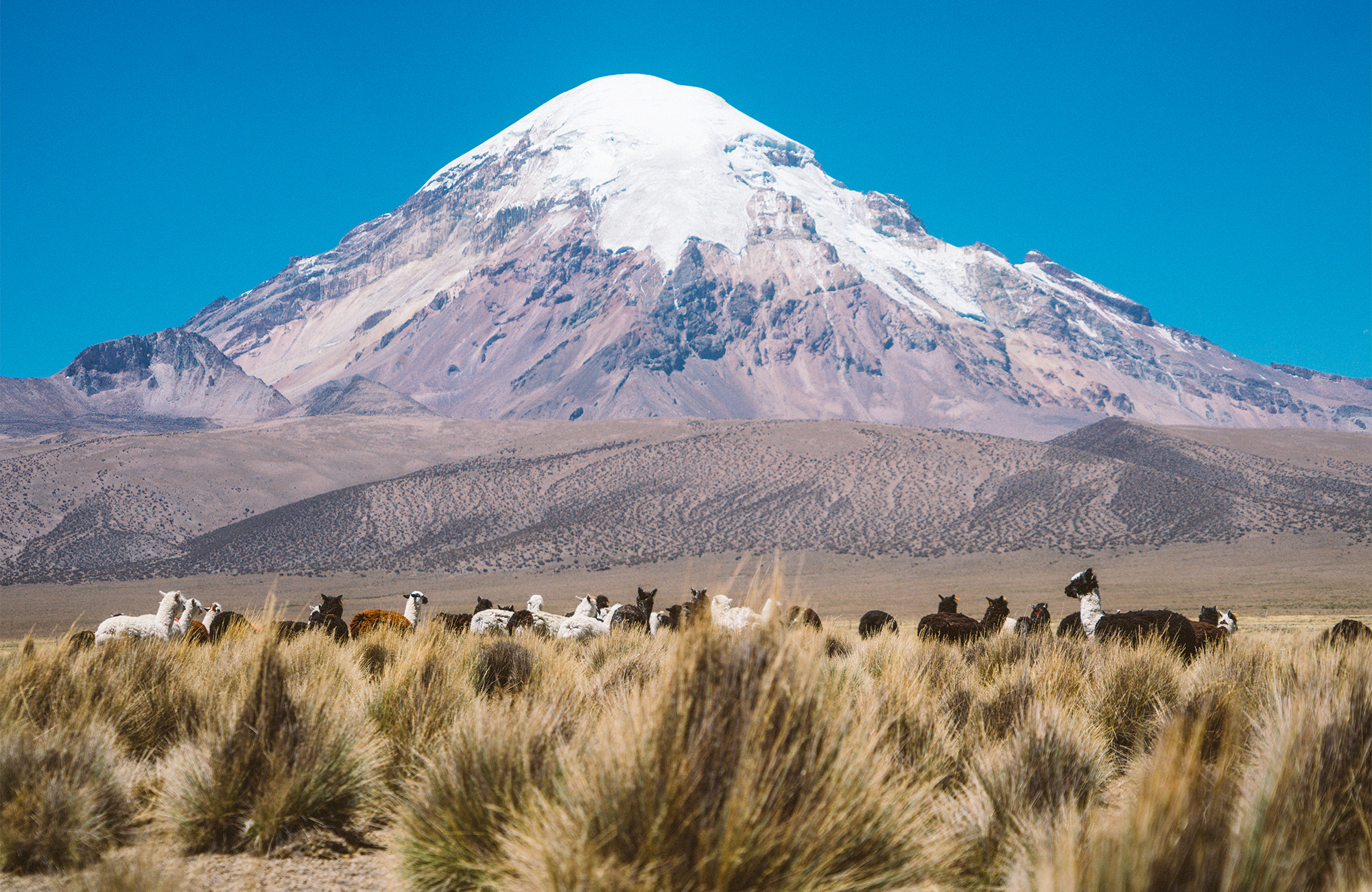 Alpacas voor de Nevado Samaja berg | Rondreizen Bolivia | KILROY
