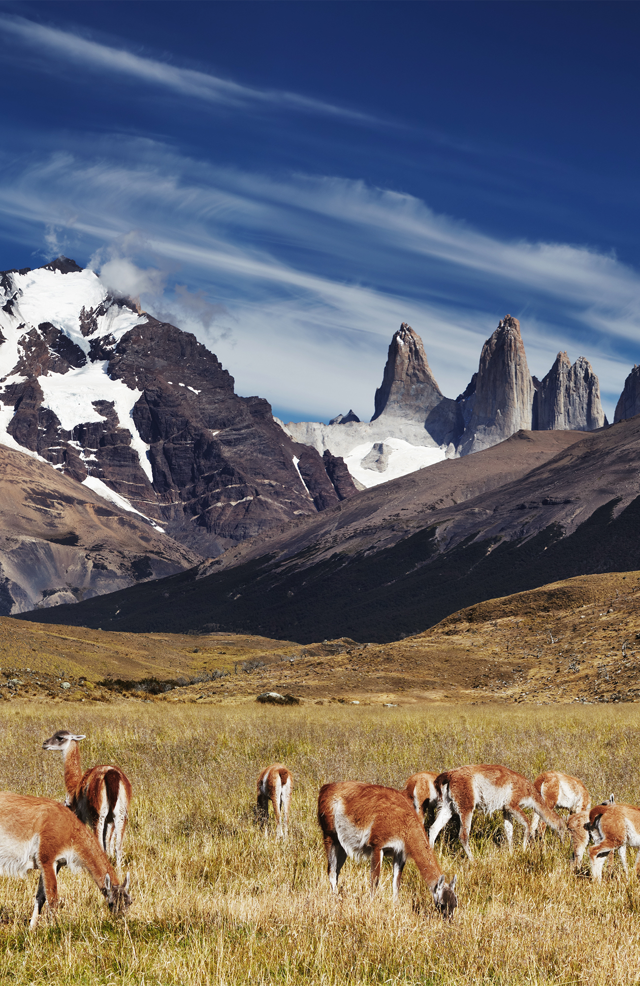 Guanacos in Torres del Paine | Rondreizen Chili | KILROY