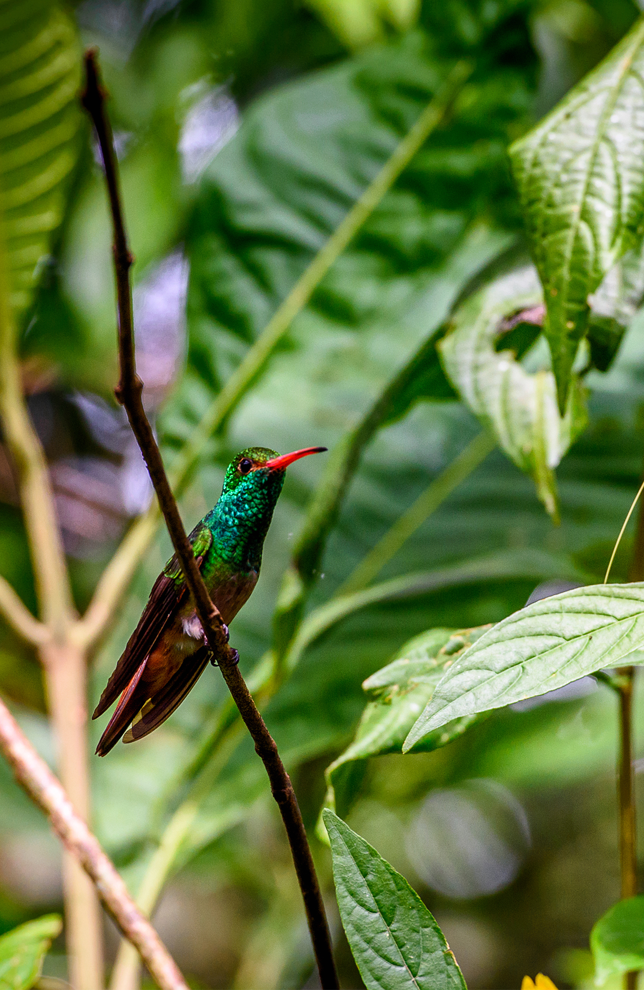 Kolibrie in Ecuador | Rondreis Ecuador | KILROY