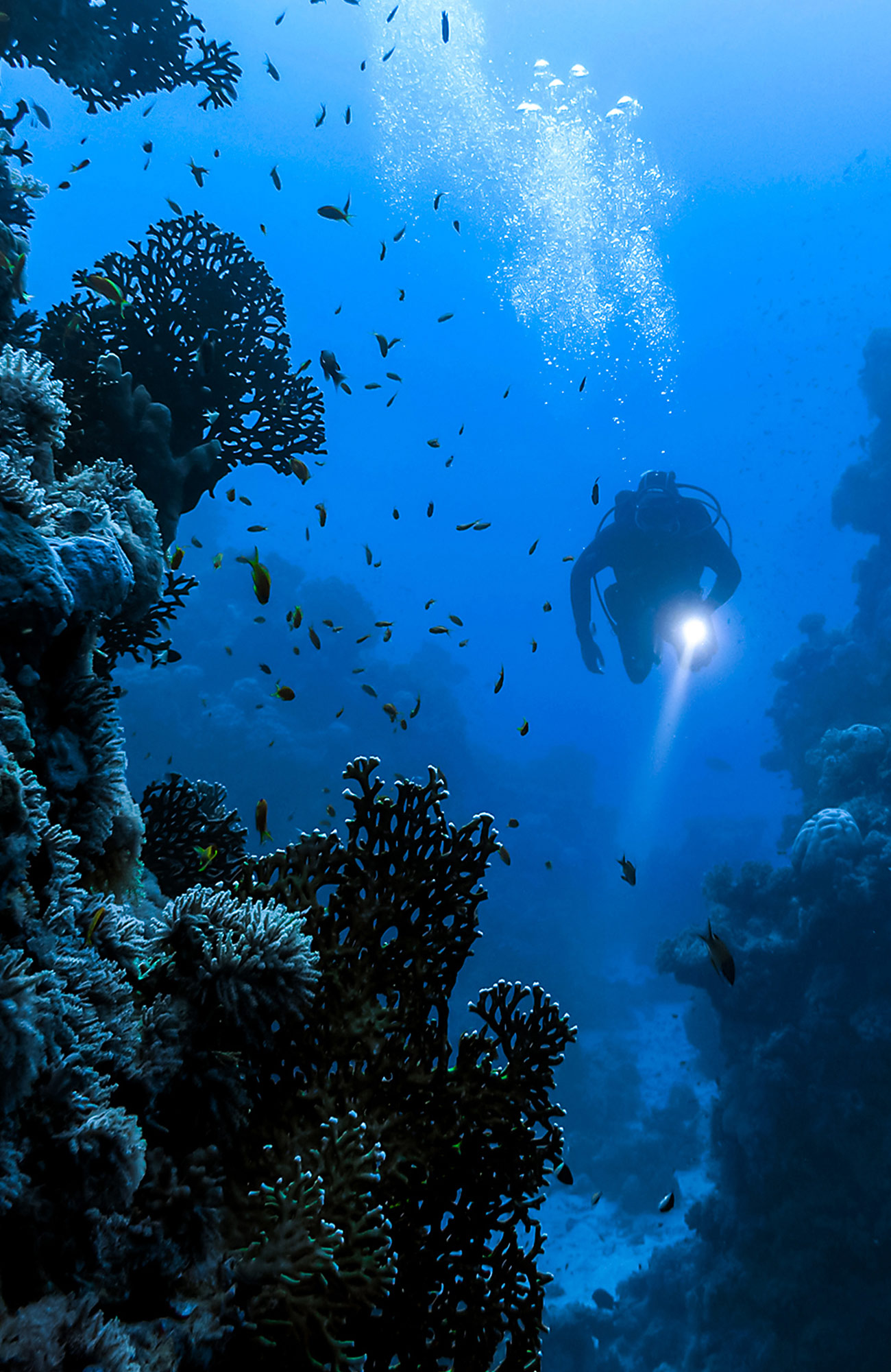 Duiken in Indonesië | KILROY