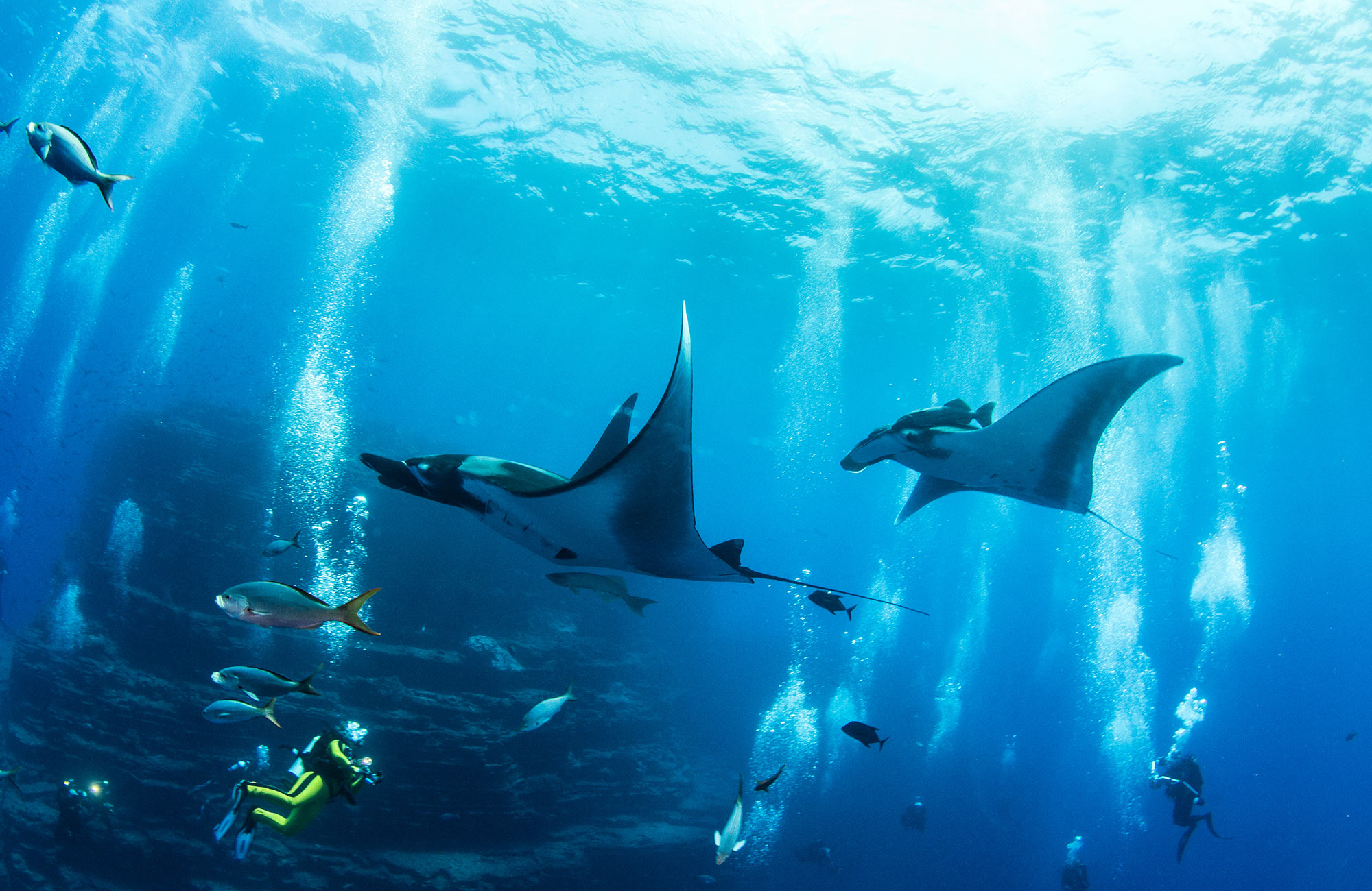 Mantaroggen in het water | Vrijwilligerswerk mariene bescherming | KILROY