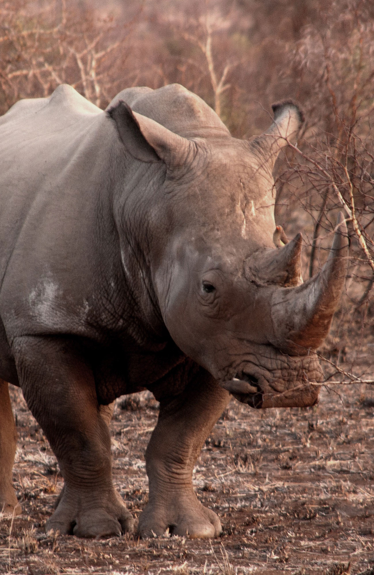 Neushoorn in Afrika | Vrijwilligerswerk in Afrika | KILROY