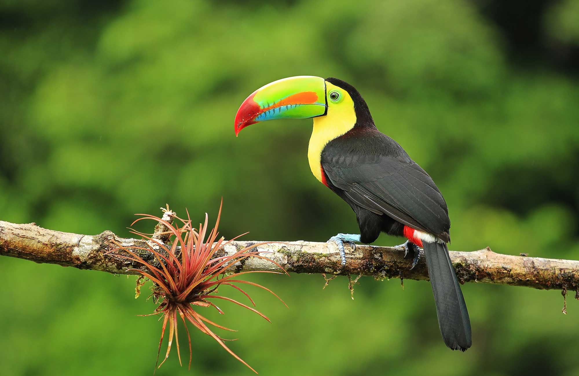 Toucan with a brightly coloured beak sitting on a tree branch with a green background.