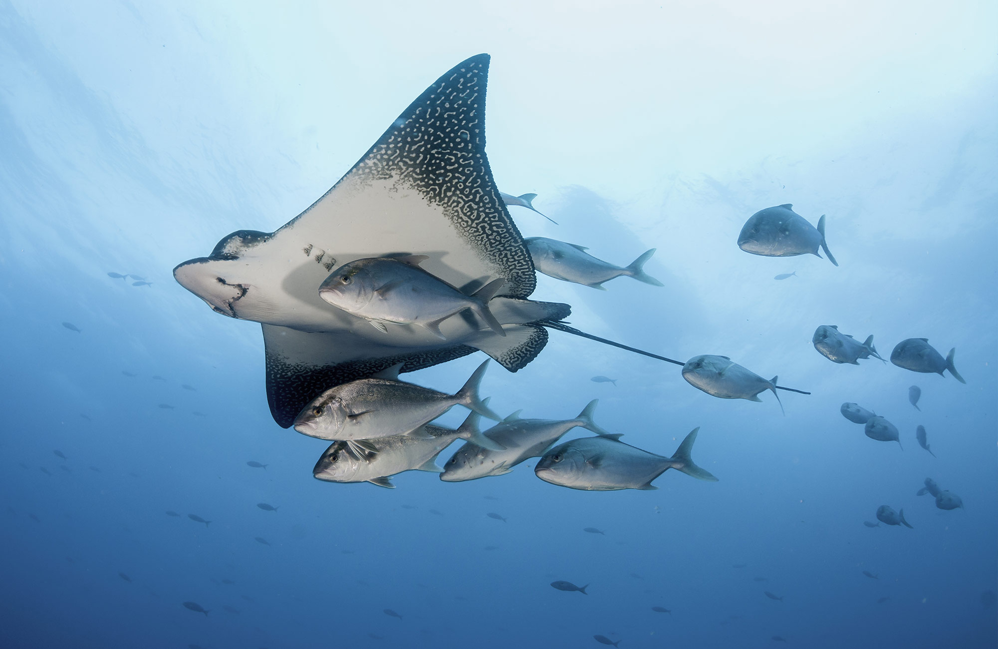 Arendroggen en andere vissen zwemmen in de zee van de Galapagoseilanden