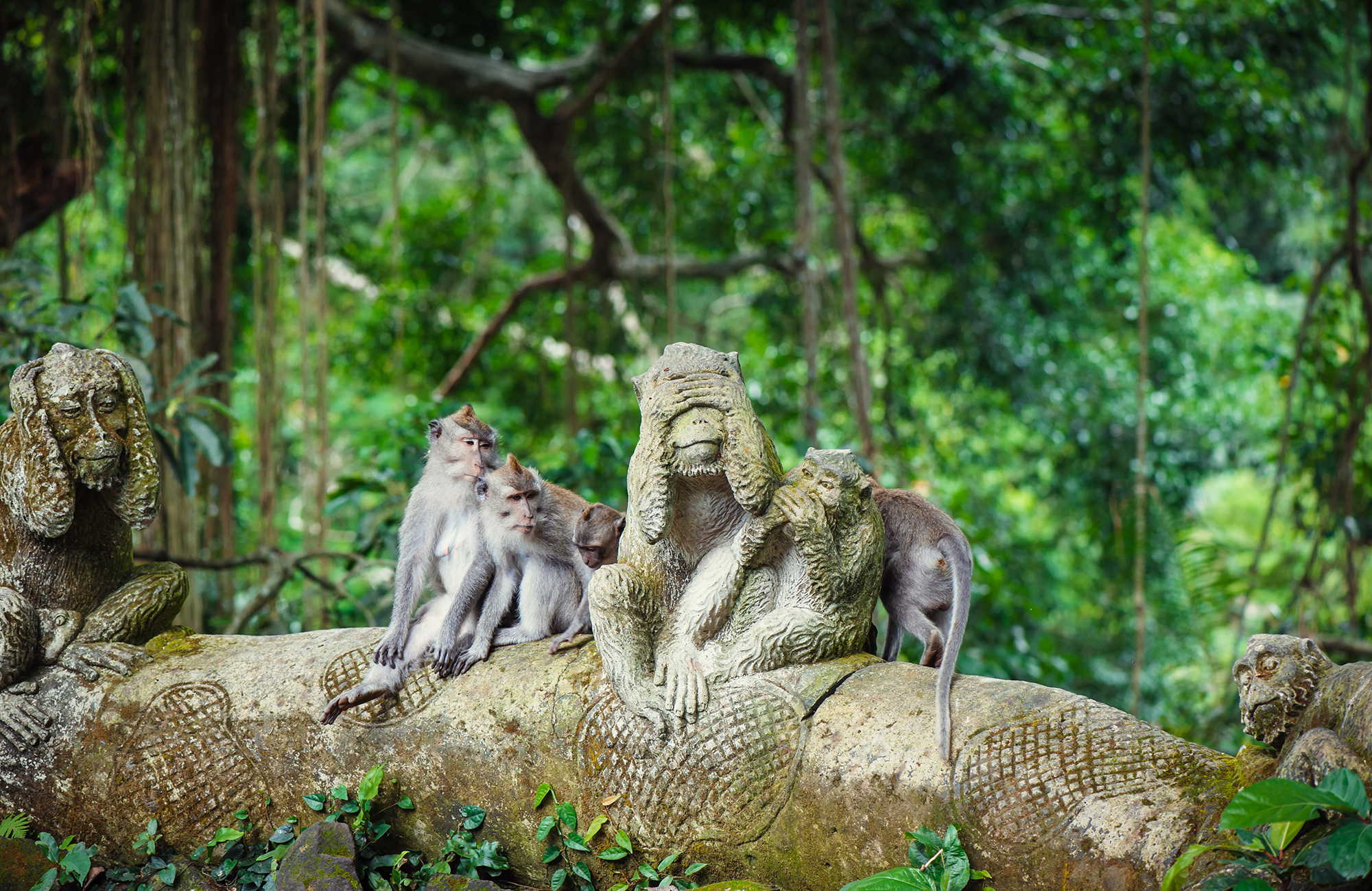 Aapjes op Bali, Indonesië | Alleen op reis met KILROY
