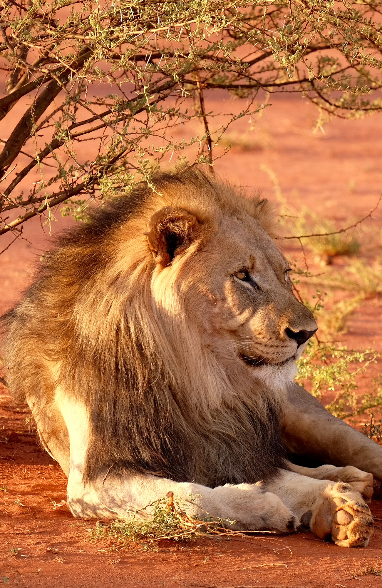 Leeuw in Johannesburg | Vrijwilligerswerk in Afrika | KILROY