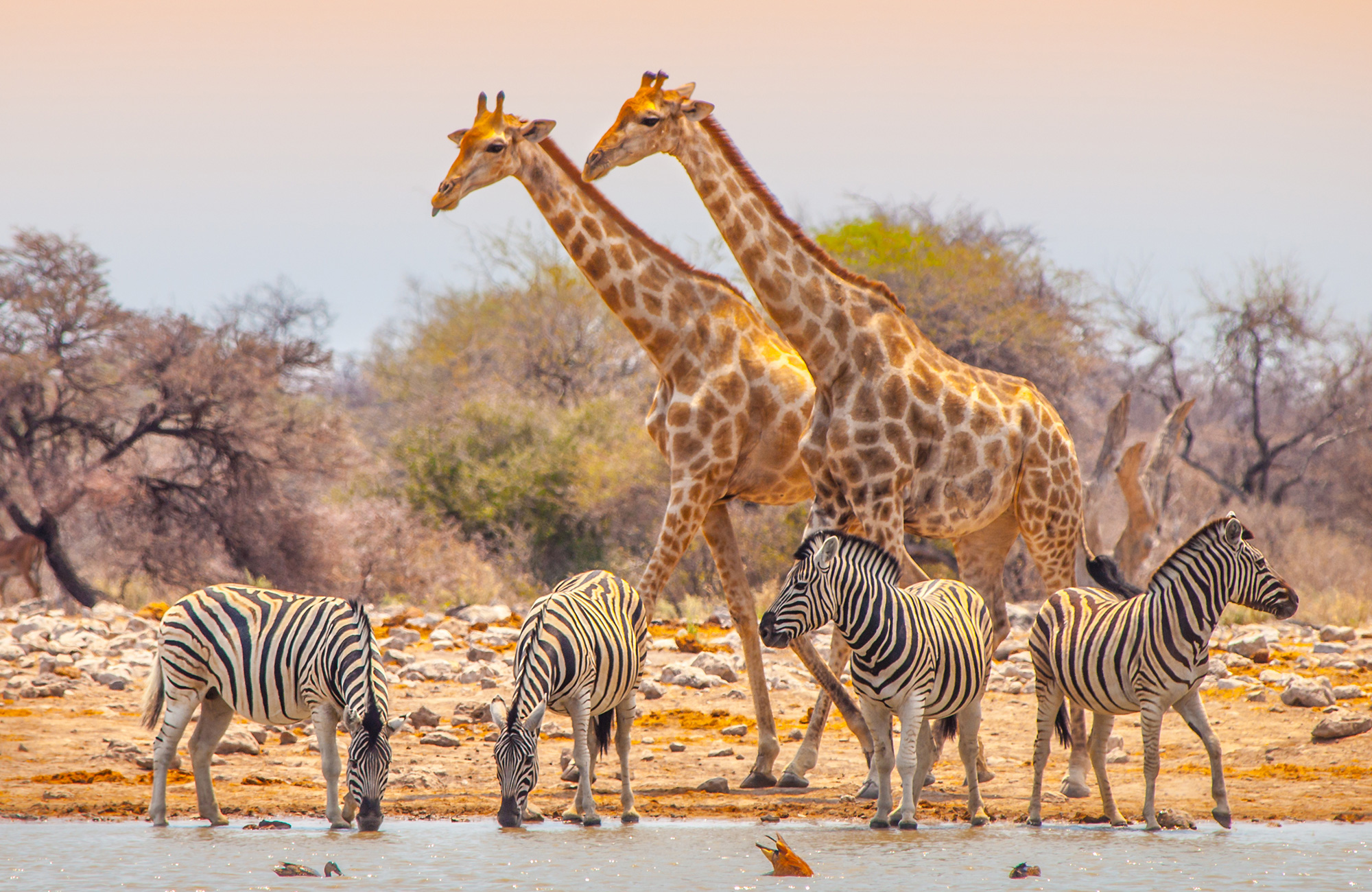 Twee giraffen en vier zebra's | Safari in Namibië | KILROY