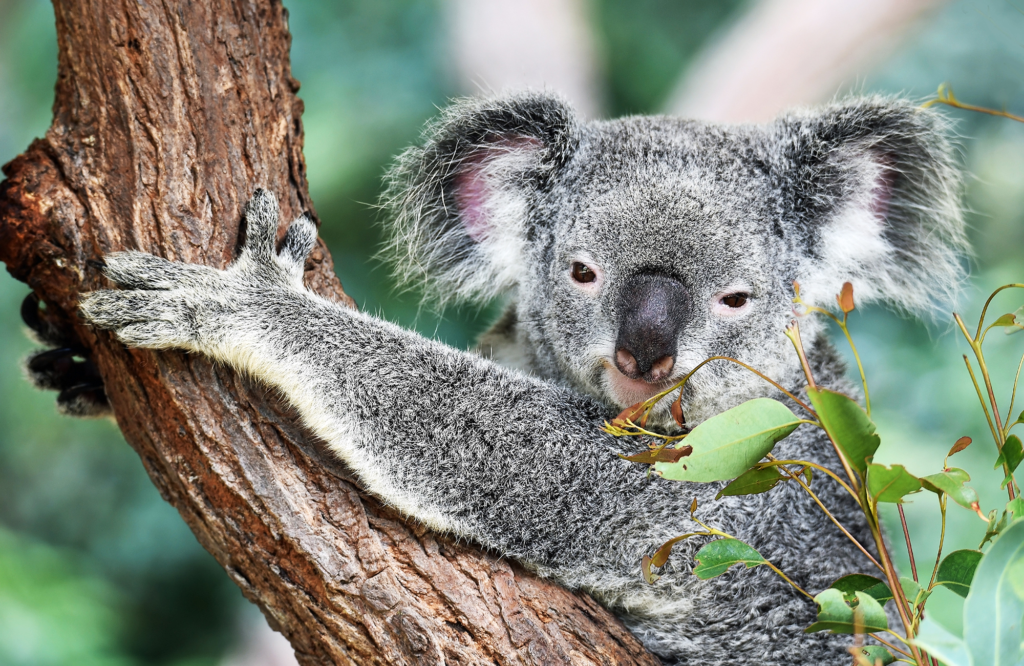 Koala in de boom | Backpacken in Australië | KILROY