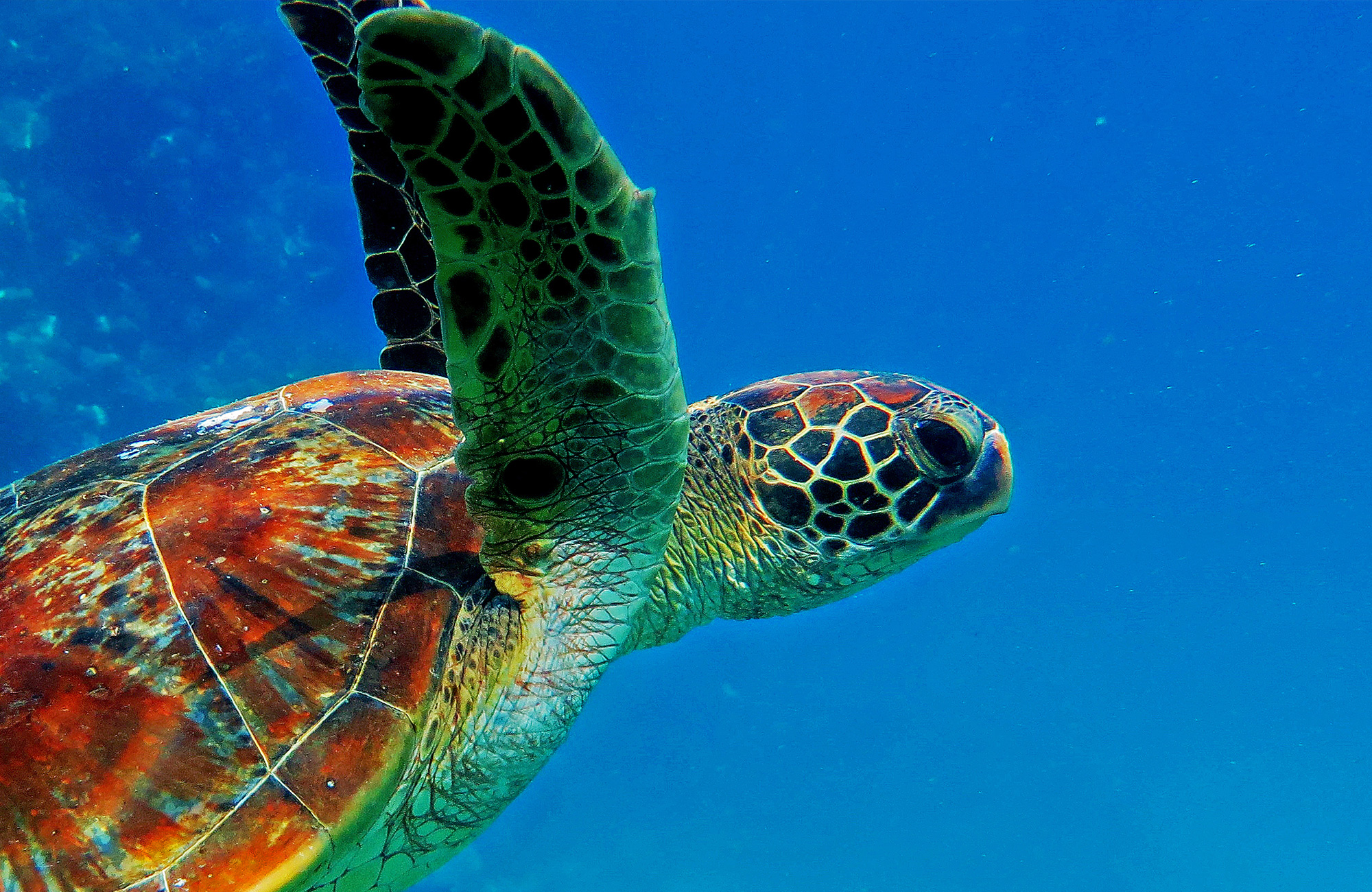 Schildpad onder water in het Great Barrier Reef | Snorkelen bij het Great Barrier Reef | KILROY