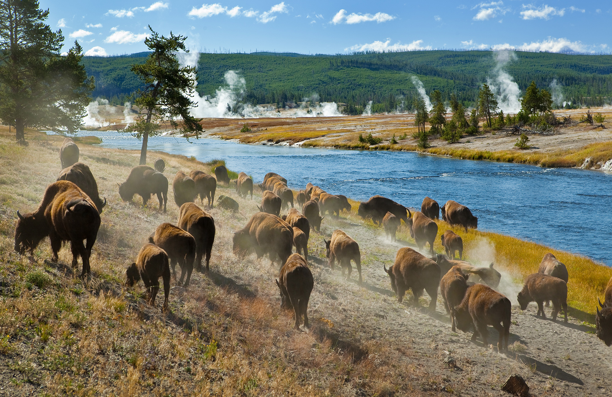 yellowstone-national-park-bison-herd-cover