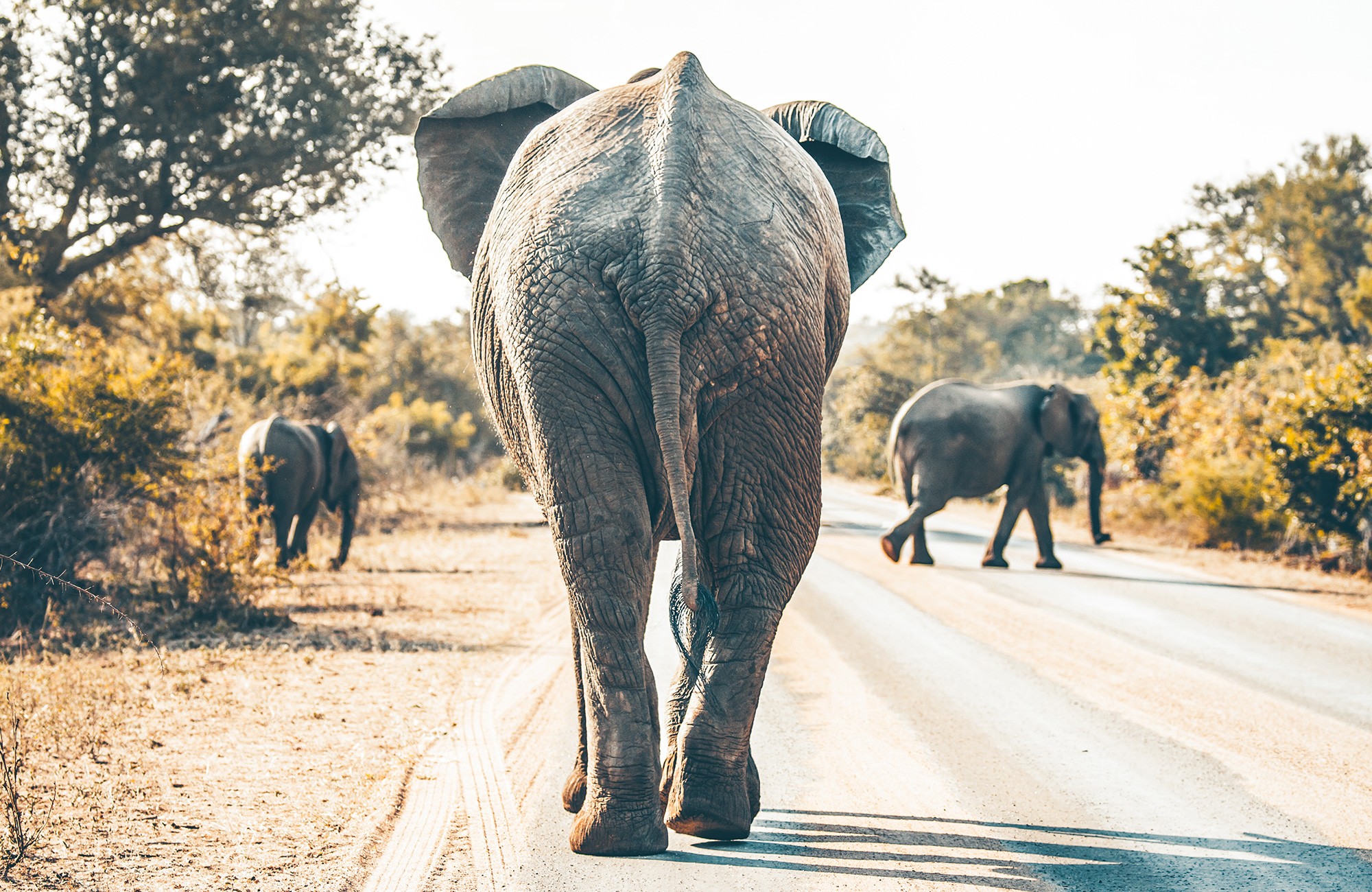 Drie olifanten op de weg | Safari in het Krugerpark | KILROY