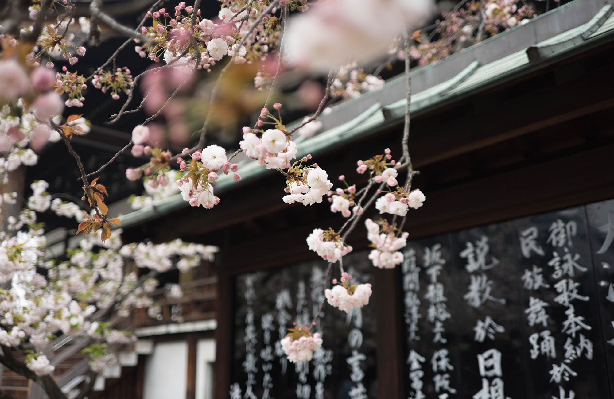 osaka-japan-flowers-cover