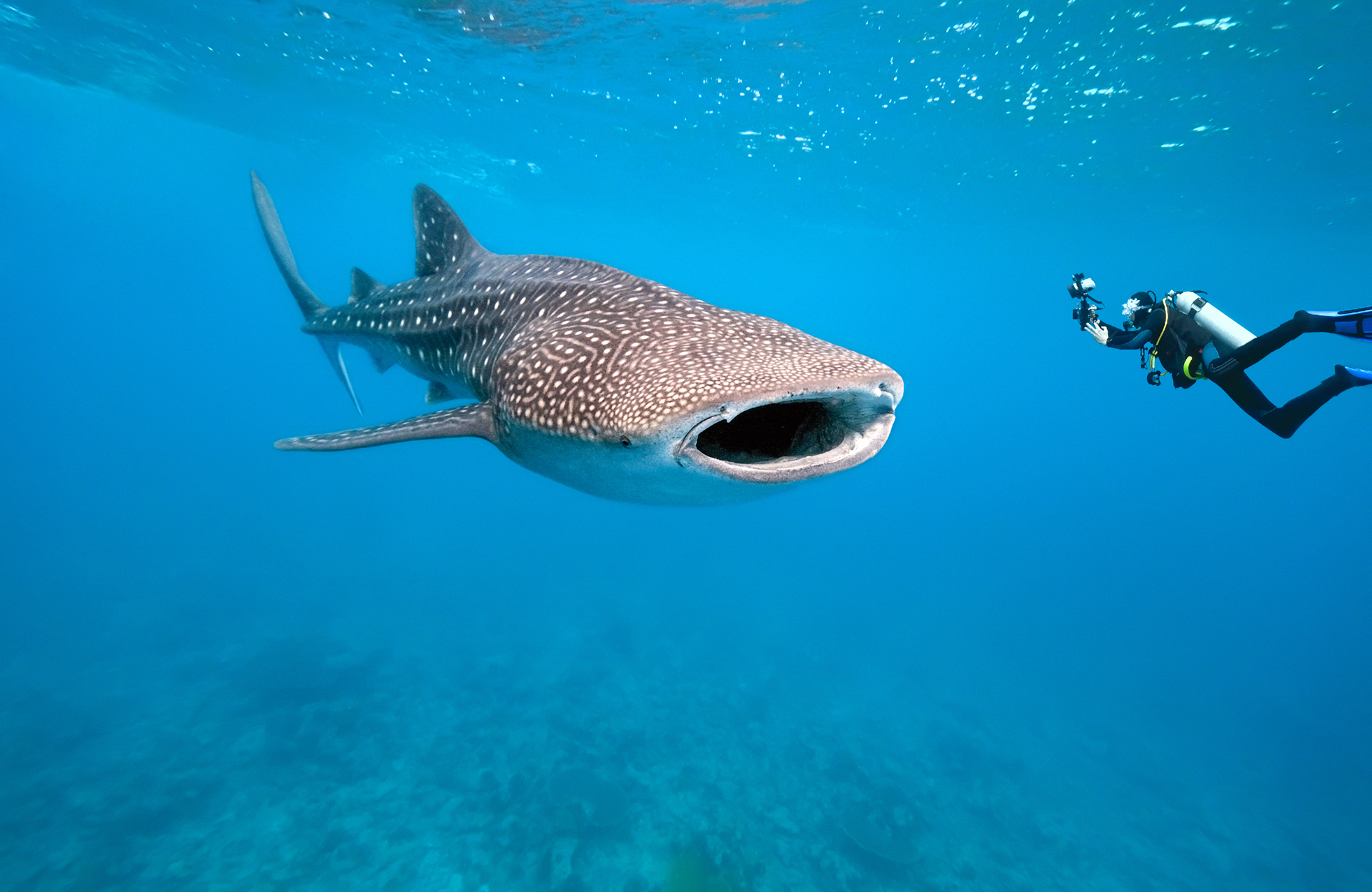 Haai in het water | De 8 beste plekken ter wereld om met haaien te duiken | KILROY