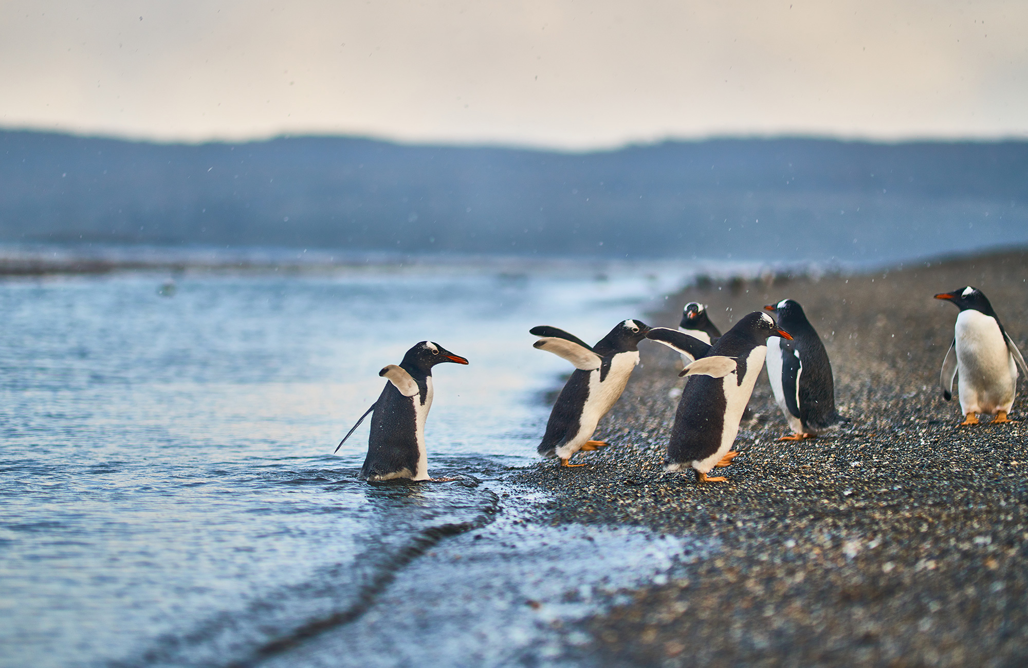 Pinguïns in Ushuaia | Reizen met KILROY
