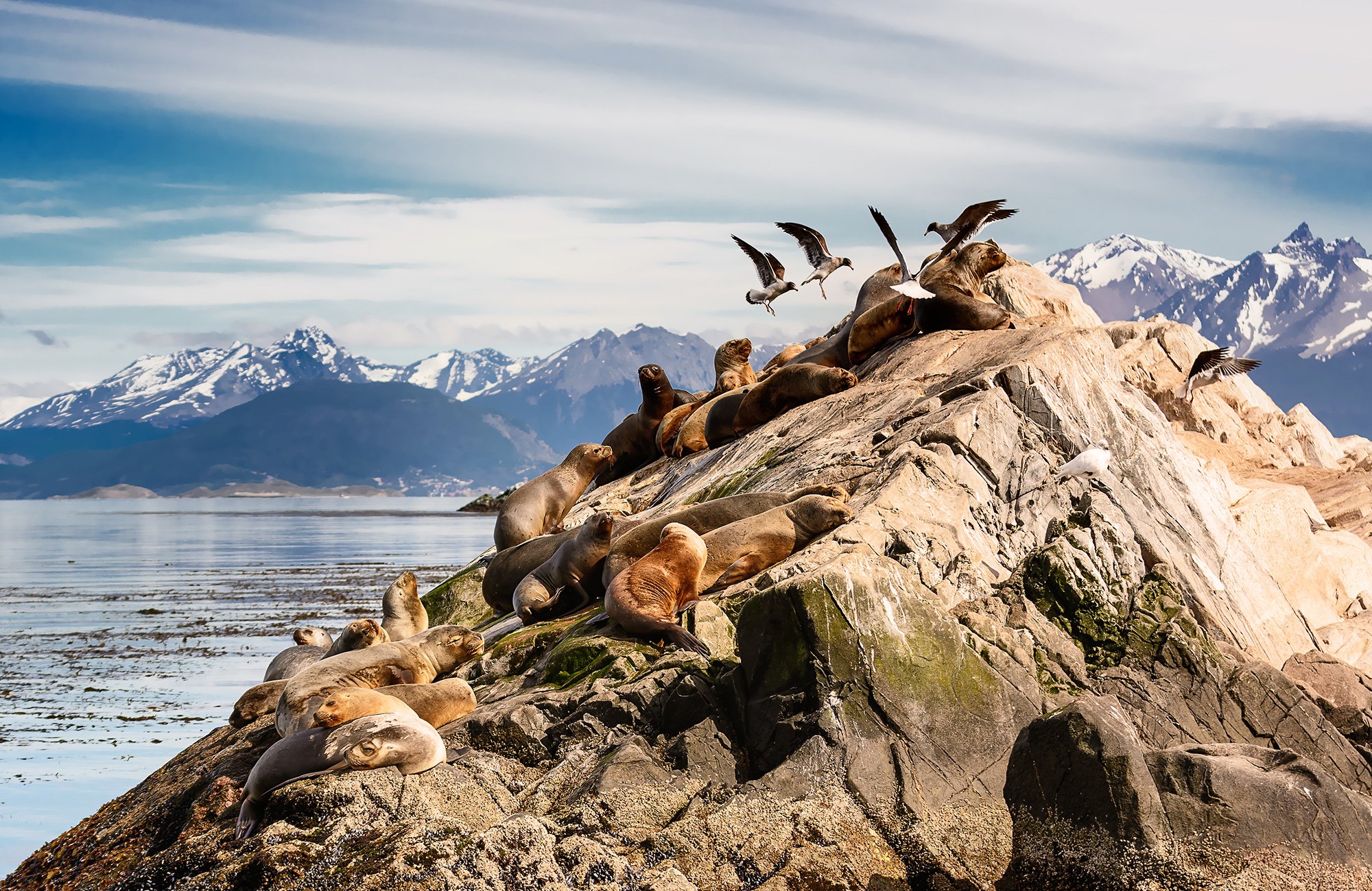 ushuaia-argentina-sea-lions