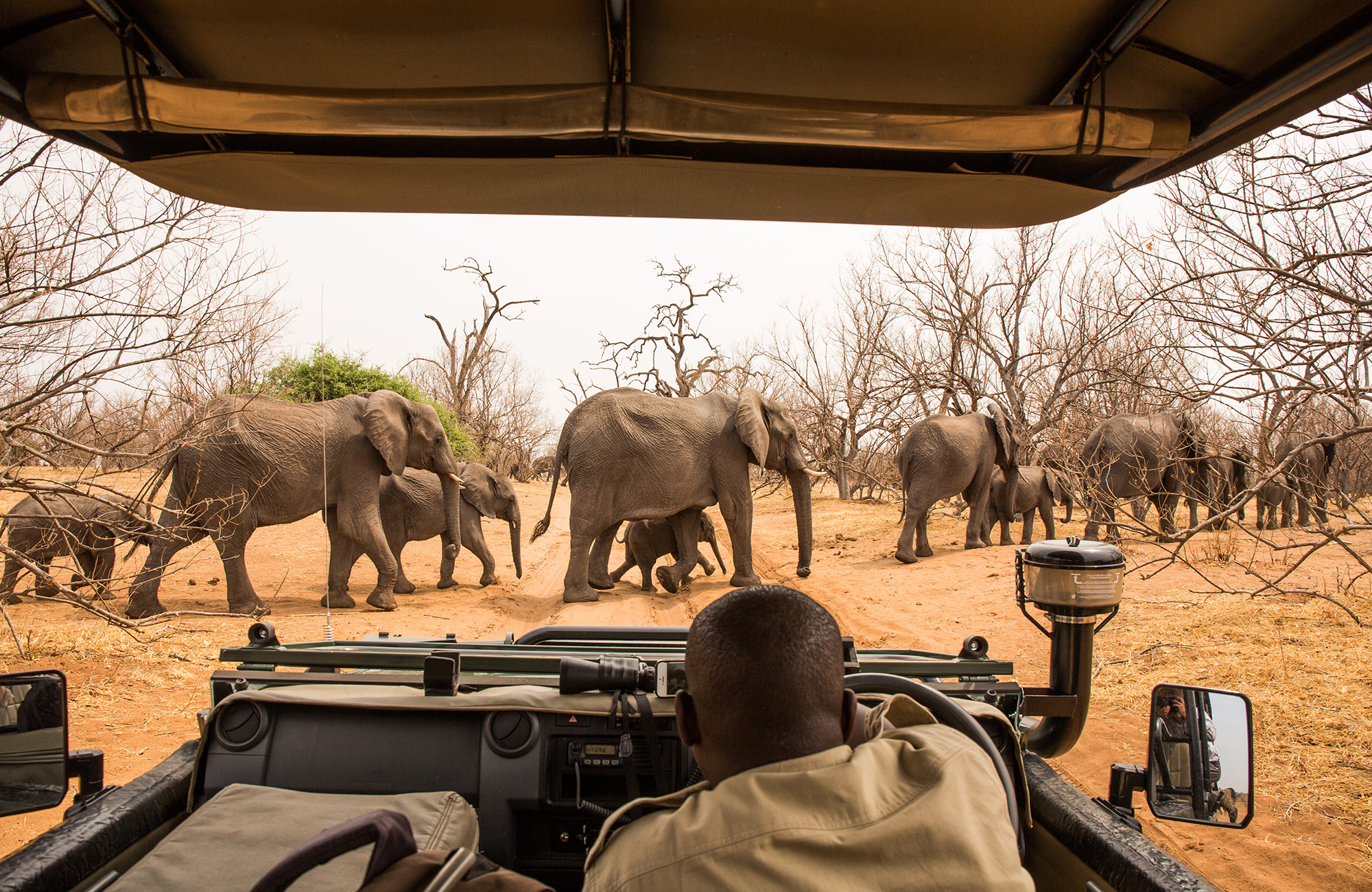 Kudde olifanten op zandvlakte | Safari in Botswana | KILROY