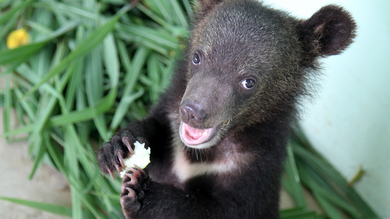 wildlife-rescue-center-tiny-bear