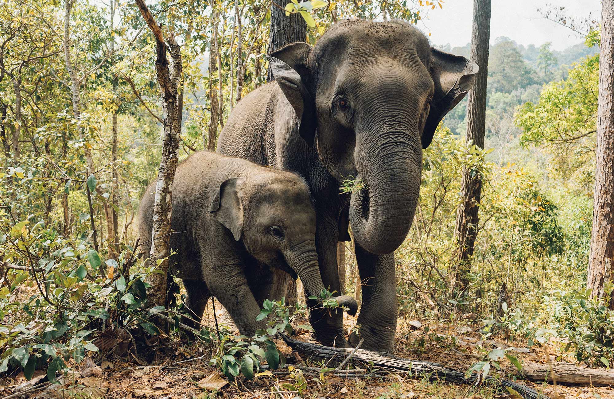 volunteering-asia-thailand-elephant-mom-and-baby-cover