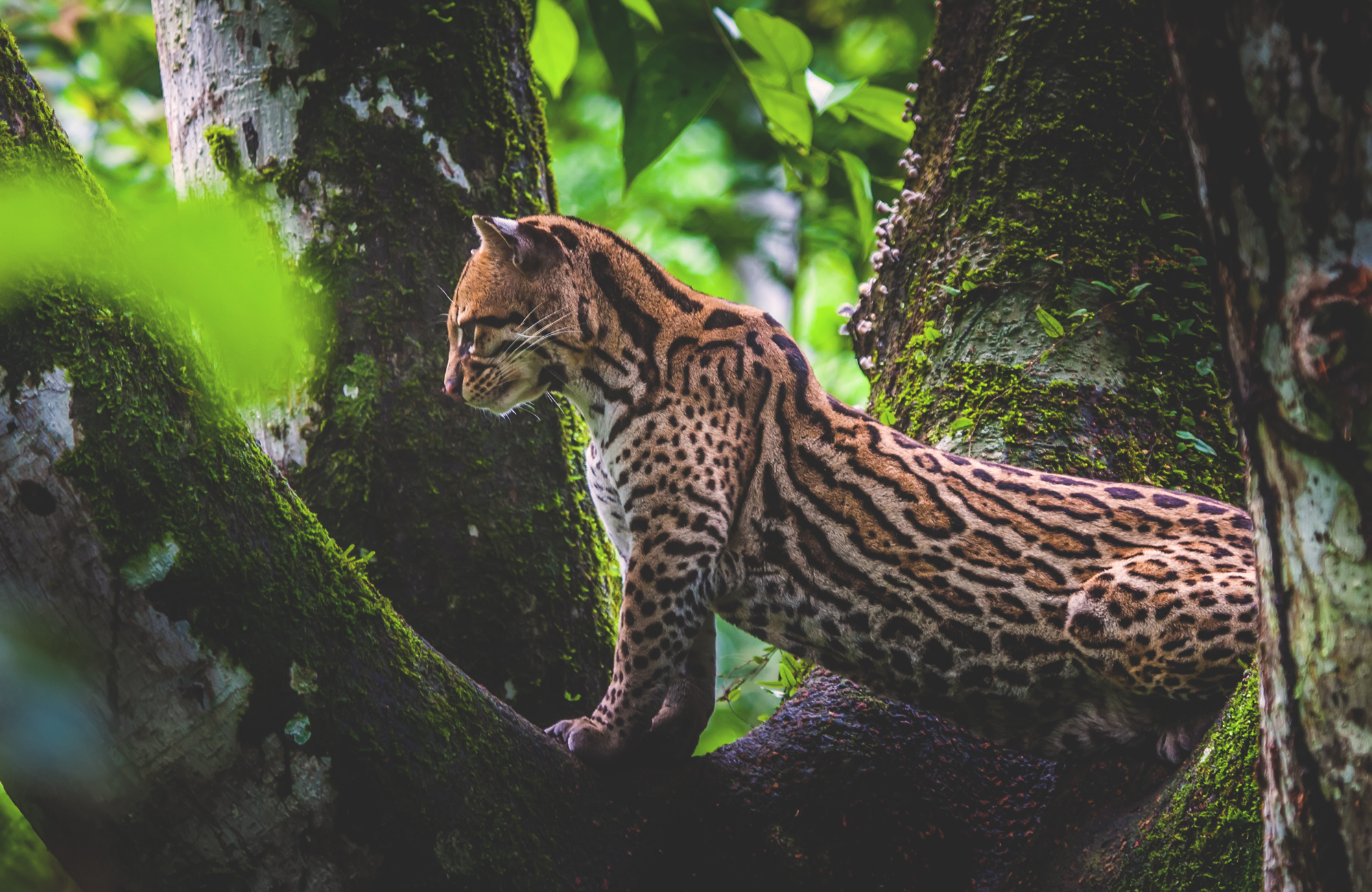 ecuador-amazon-oncilla-wild-cat-in-tree-cover