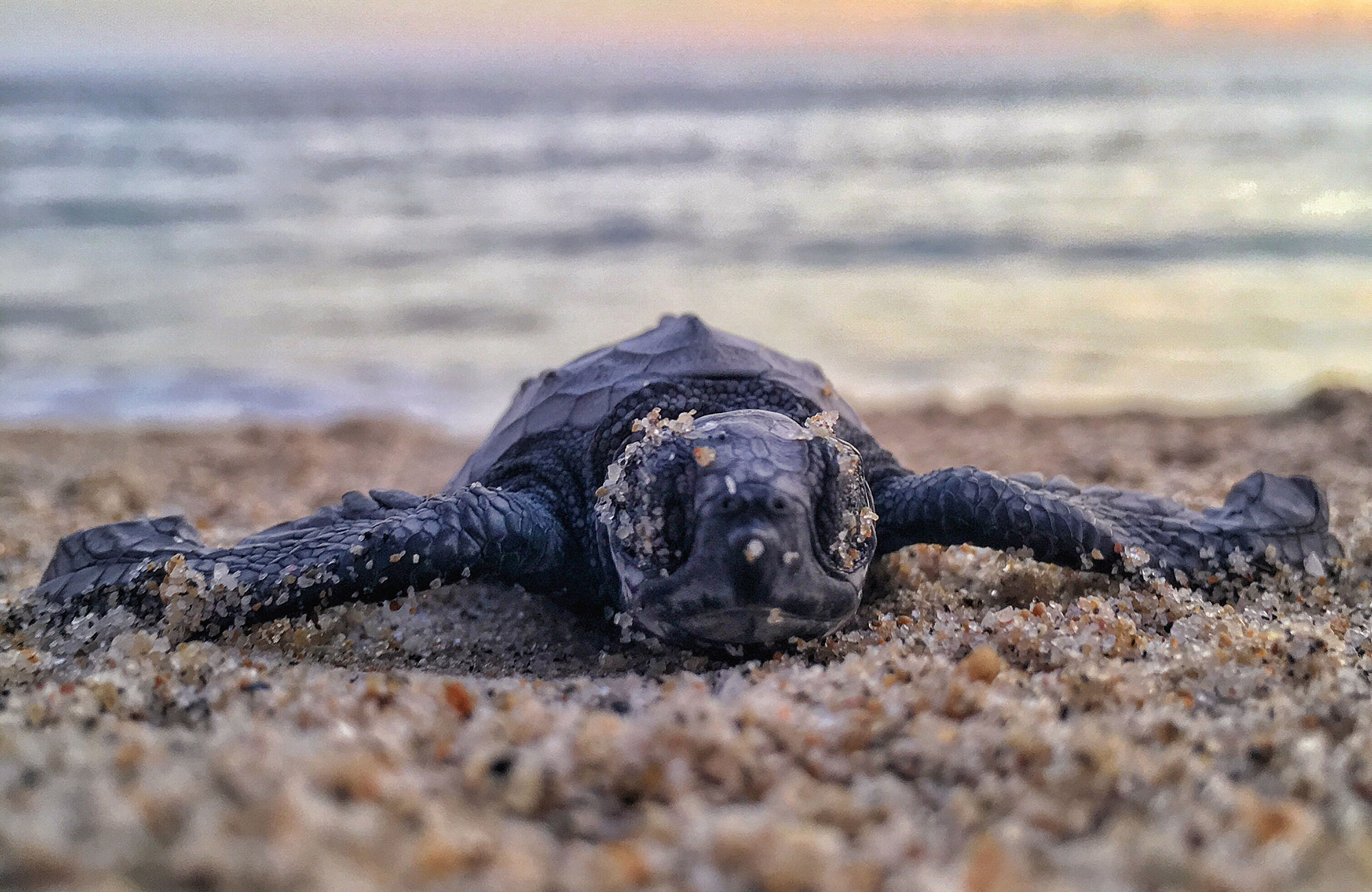 Baby schildpad op het strand | Vrijwilligerswerk in Midden-Amerika | KILROY