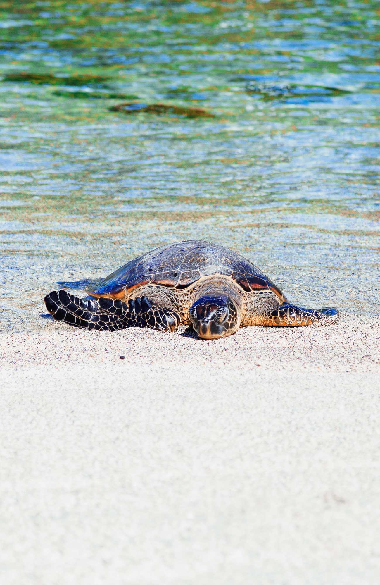 volunteering-central-america-costa-rica-turtle-on-beach-sidebar