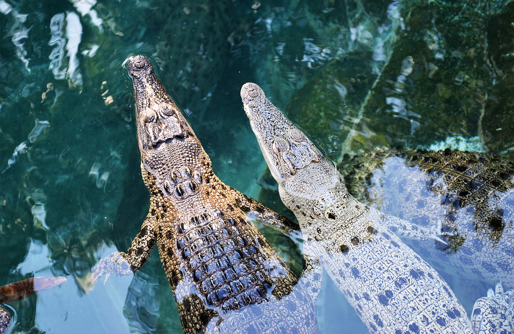 Krokodillen in het water gezien van bovenaf | Reizen naar Darwin | KILROY