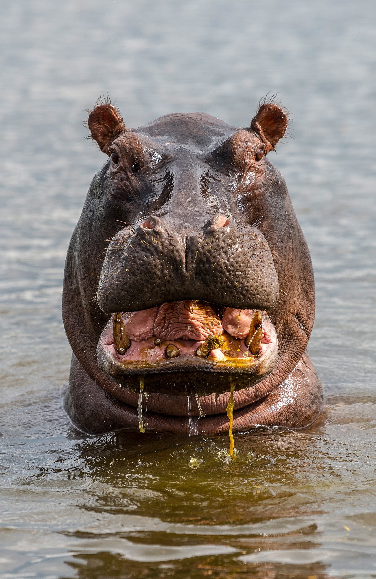 Nijlpaard in Botswana | Rondreizen Botswana | KILROY