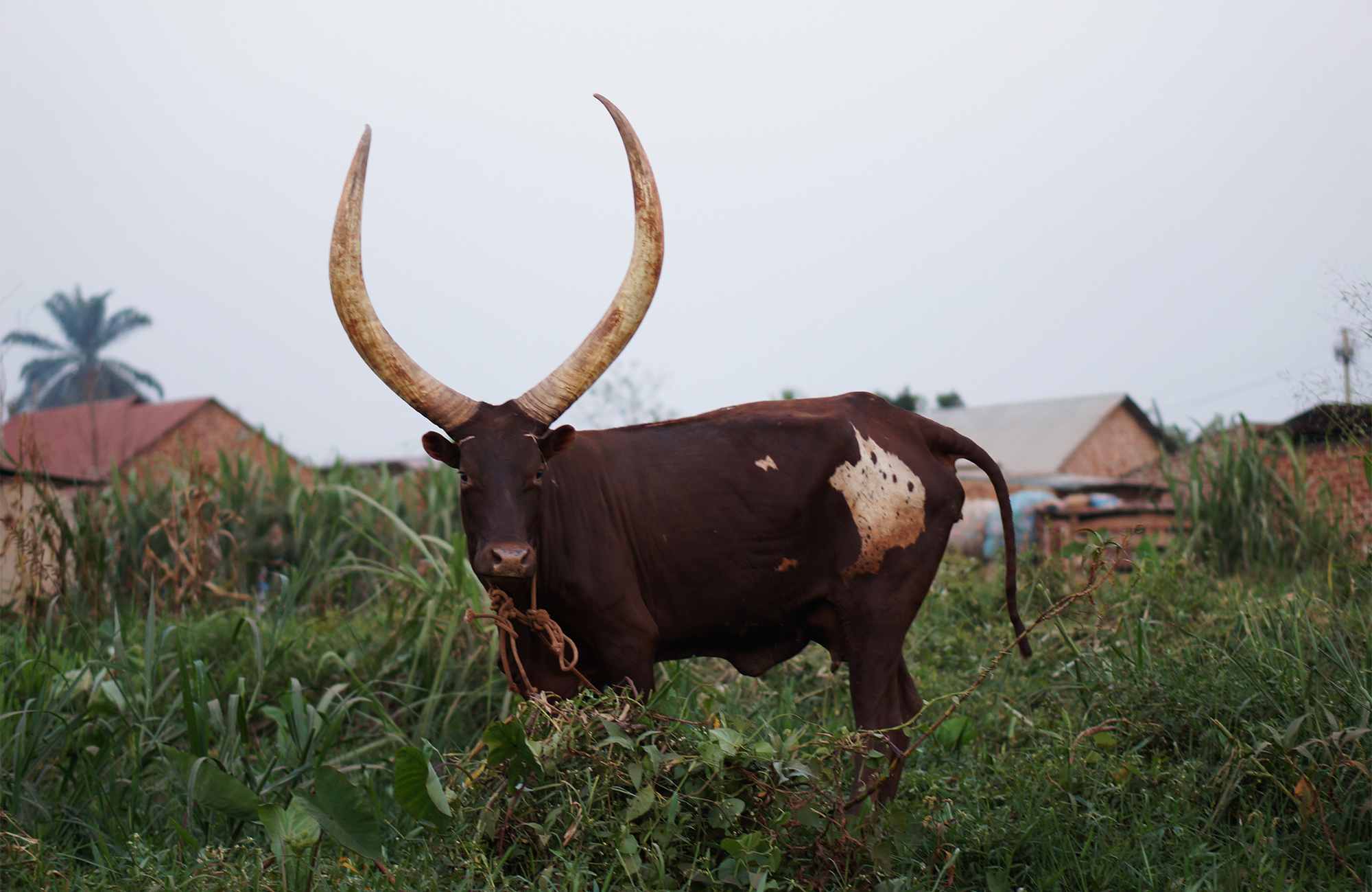 Buffel in Oeganda | Rondreizen Oeganda | KILROY