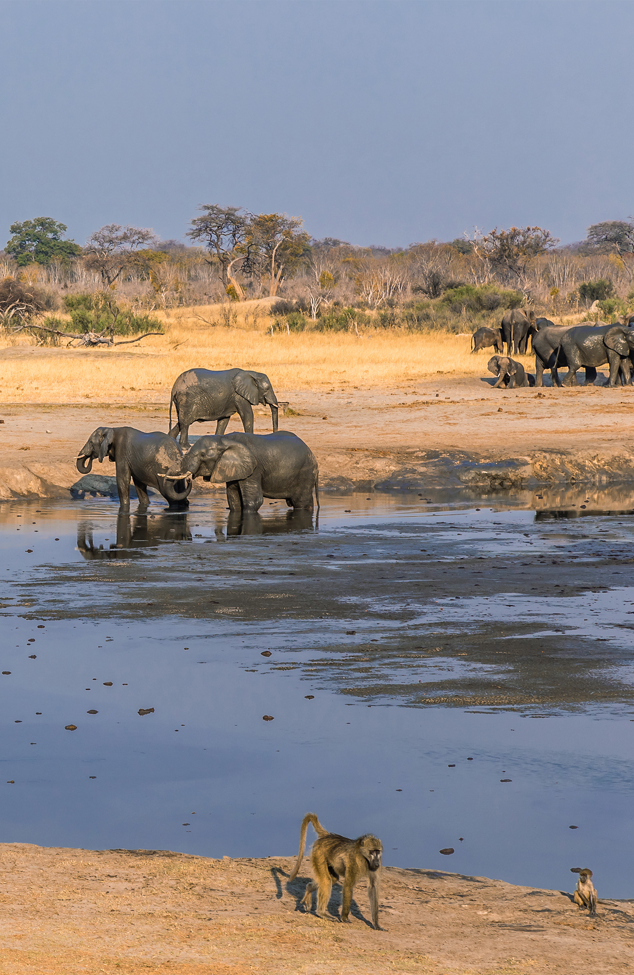 Olifanten in Zimbabwe | Reizen naar Zimbabwe | KILROY