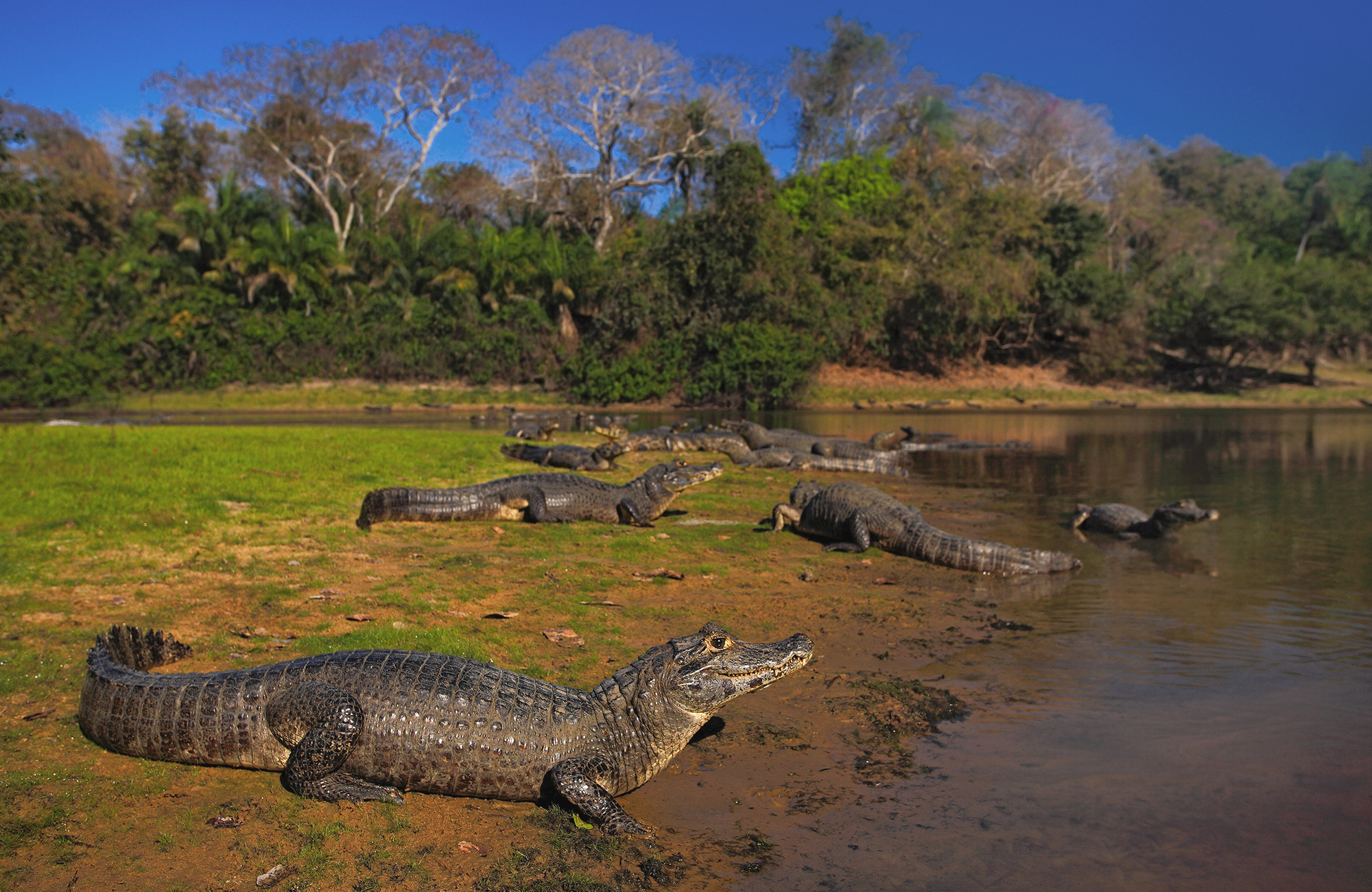 Reizen naar Pantanal | KILROY