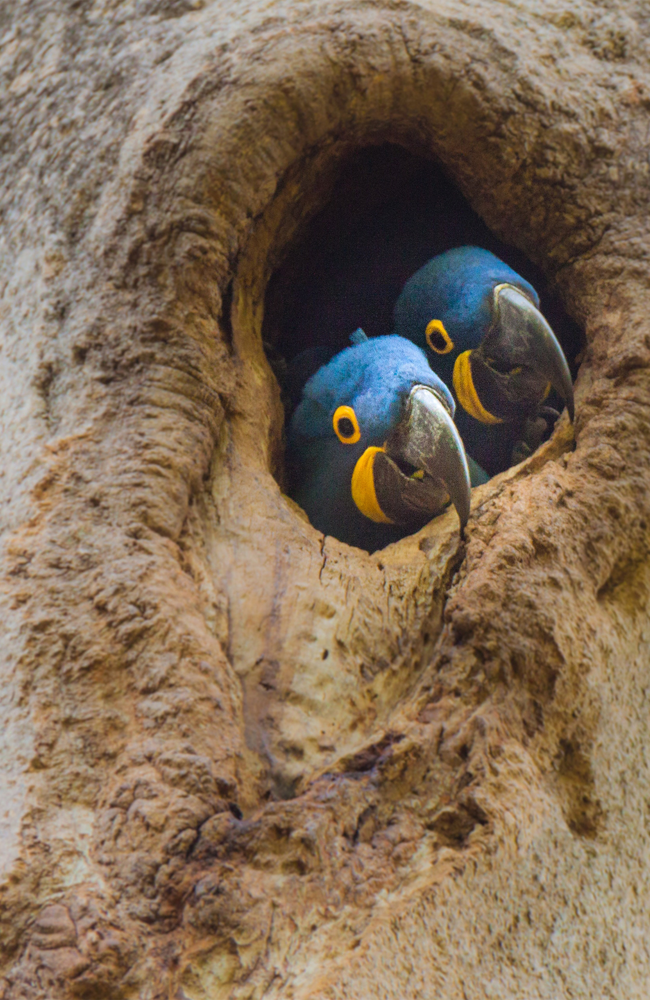 Reizen naar Pantanal | KILROY