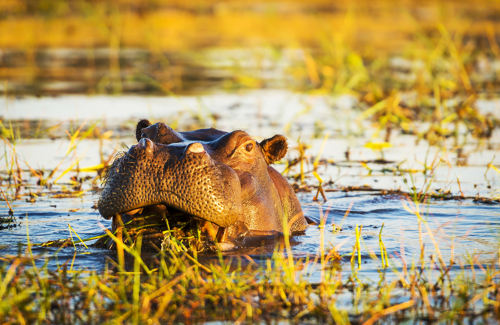 Nijlpaard in het water | Safari in Botswana | KILROY