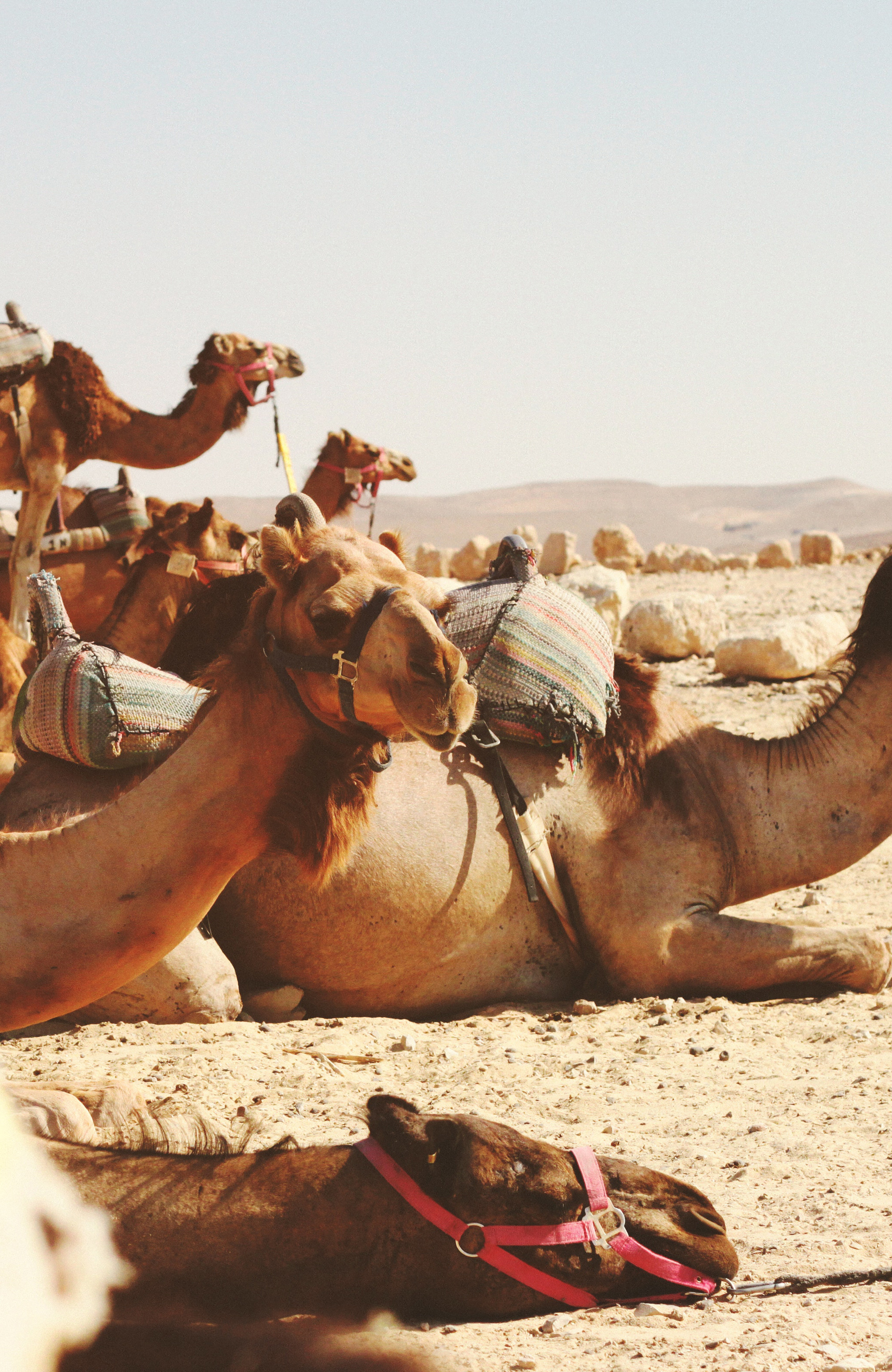 Kamelen in de woestijn bij Dubai | Reizen met KILROY