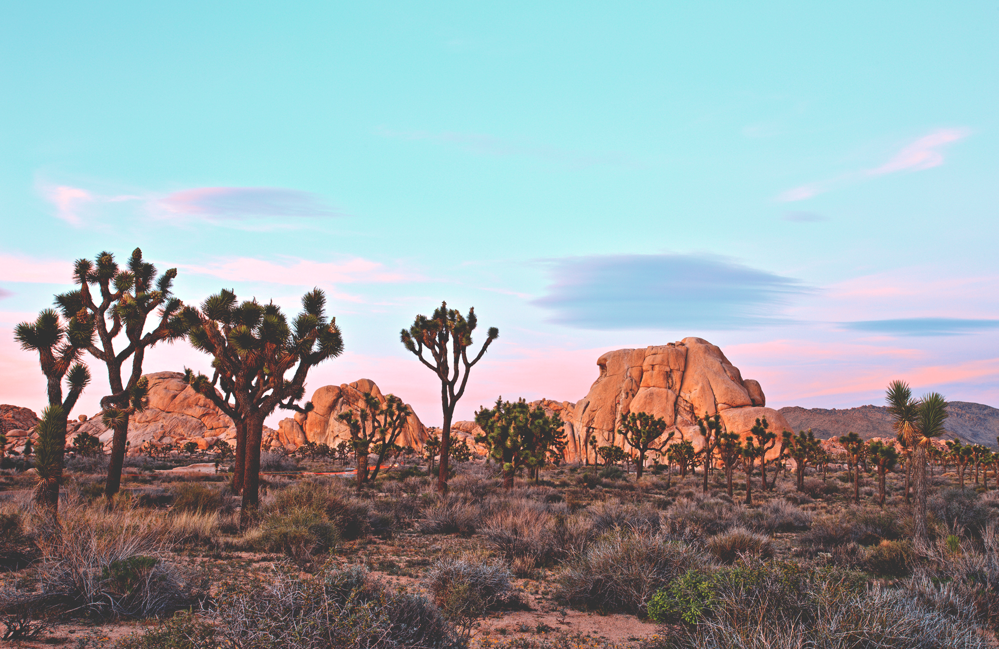 Joshua Tree Nationalpark in Californië | 13 beste Instagramspots voor je roadtrip in Amerika | KILROY