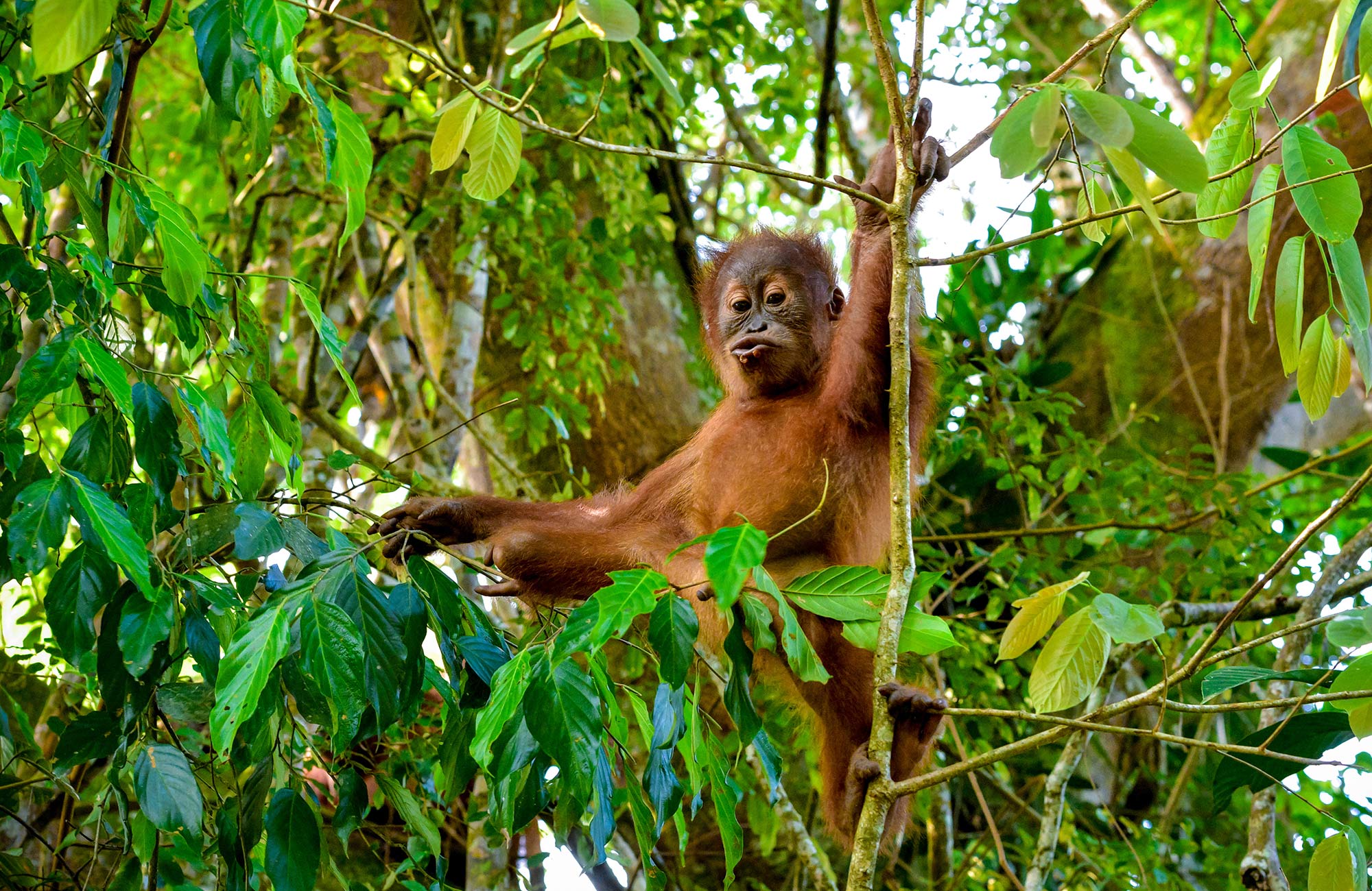 Jonge orang-oetan hangt in een boom in de jungle op Sumatra, Indonesia