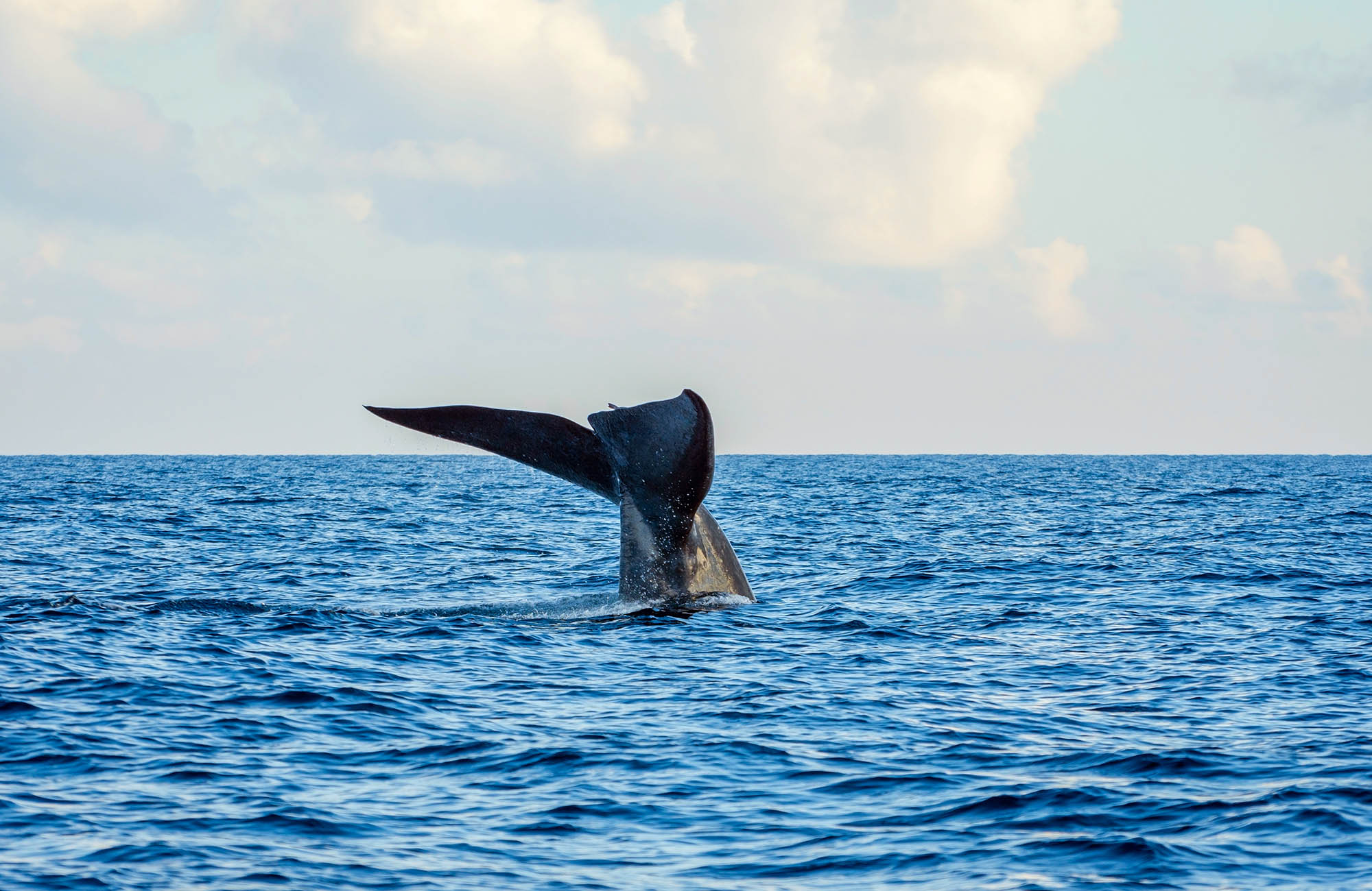 mirissa-sri-lanka-whales